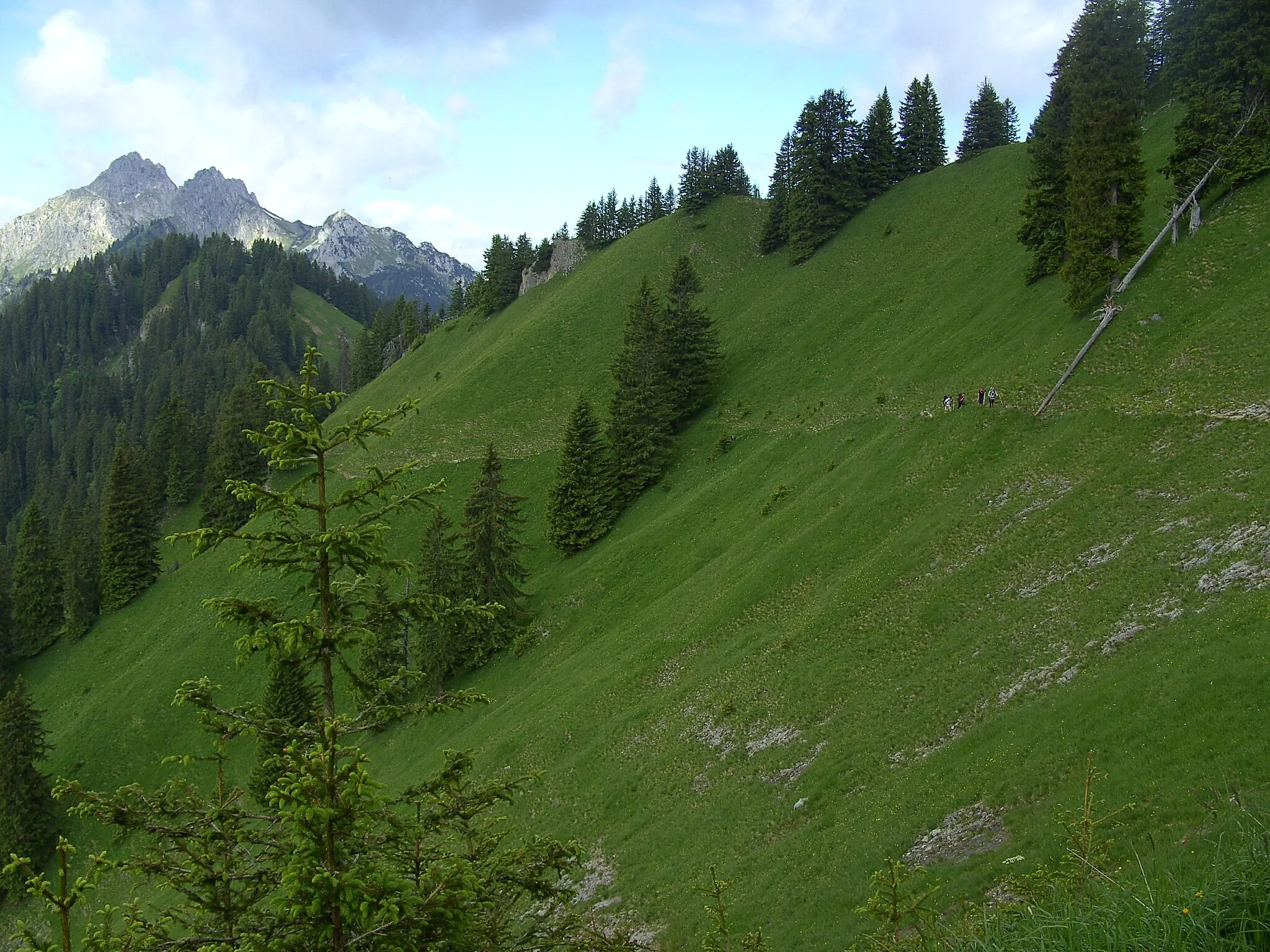 Photo showing: Wanderpfad entlang der Südflanke des Pürschlingkamms in den Ammergauer Alpen. Teils bewaldeter Hang und Grat zu den beiden Klammspitzen (... Hennenkopf ...).
