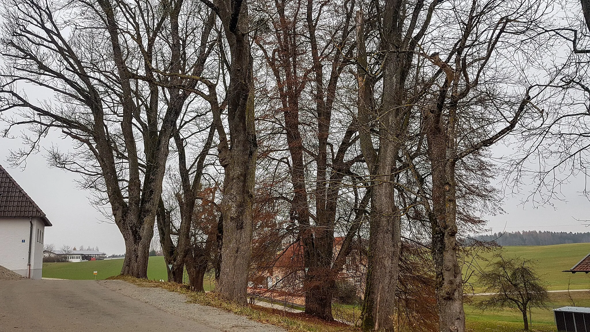 Photo showing: ND Ahorn- Lindenbestand in Wald