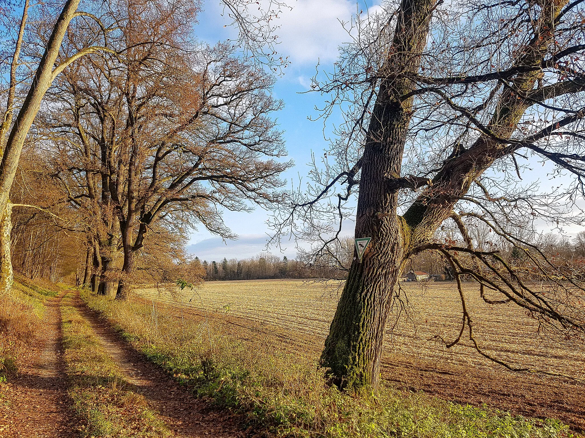 Photo showing: Eichenreihe unterhalb des Schlossgarten