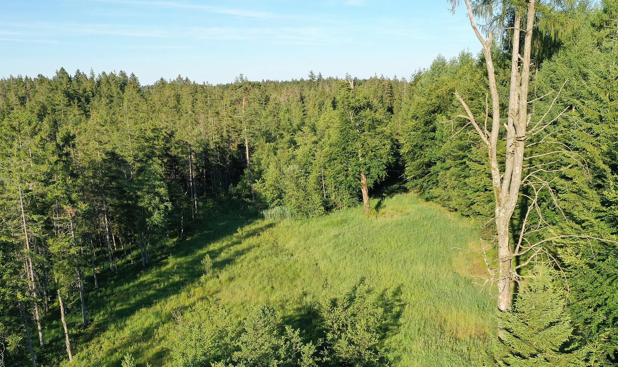 Photo showing: Der Kerschlacher Forst bei Pähl.