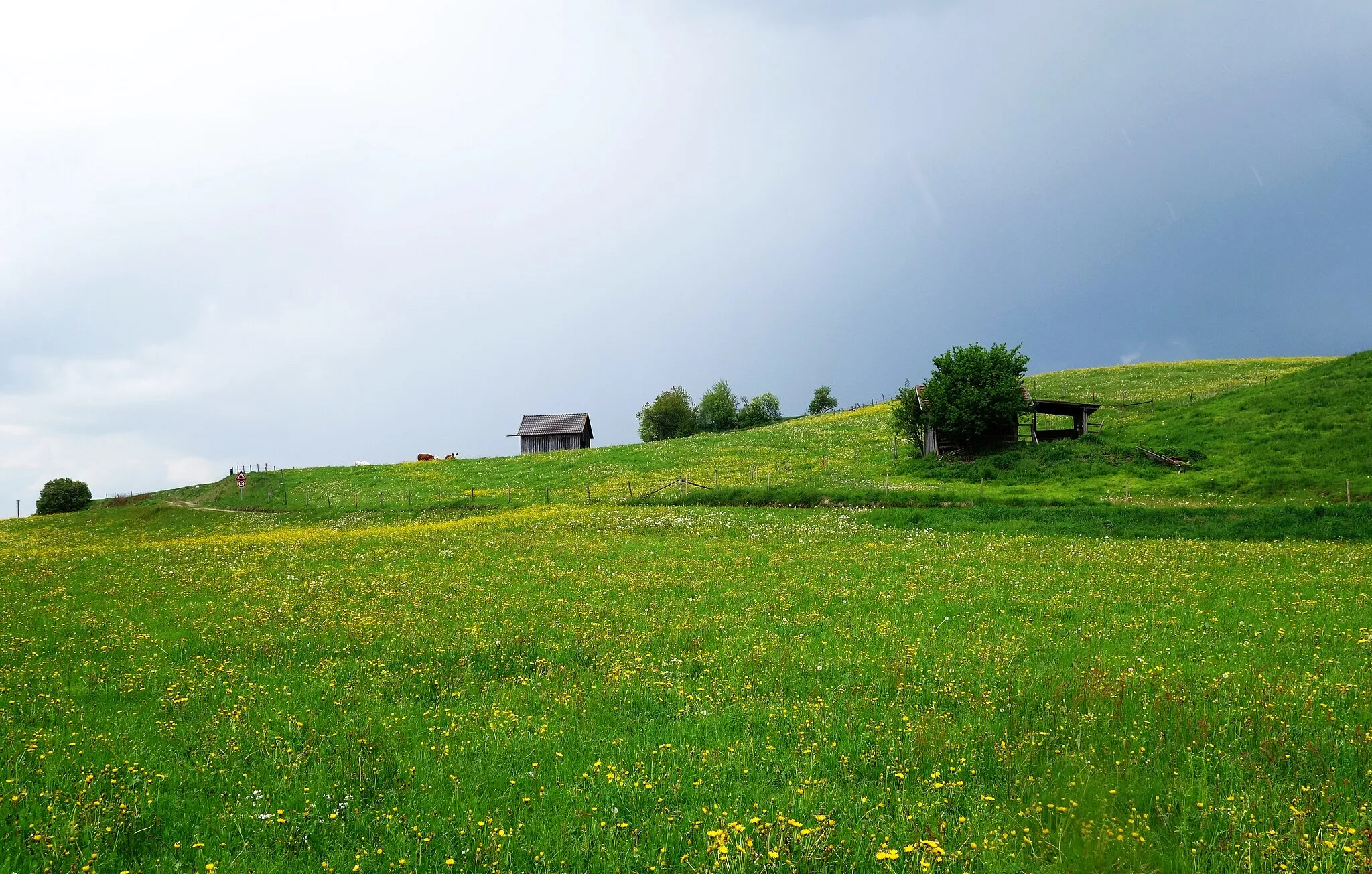 Photo showing: Mit Löwenzahn bewachsense Wiesen am Galgenbichl nördlich Schongau, bei aufkommendem Regen