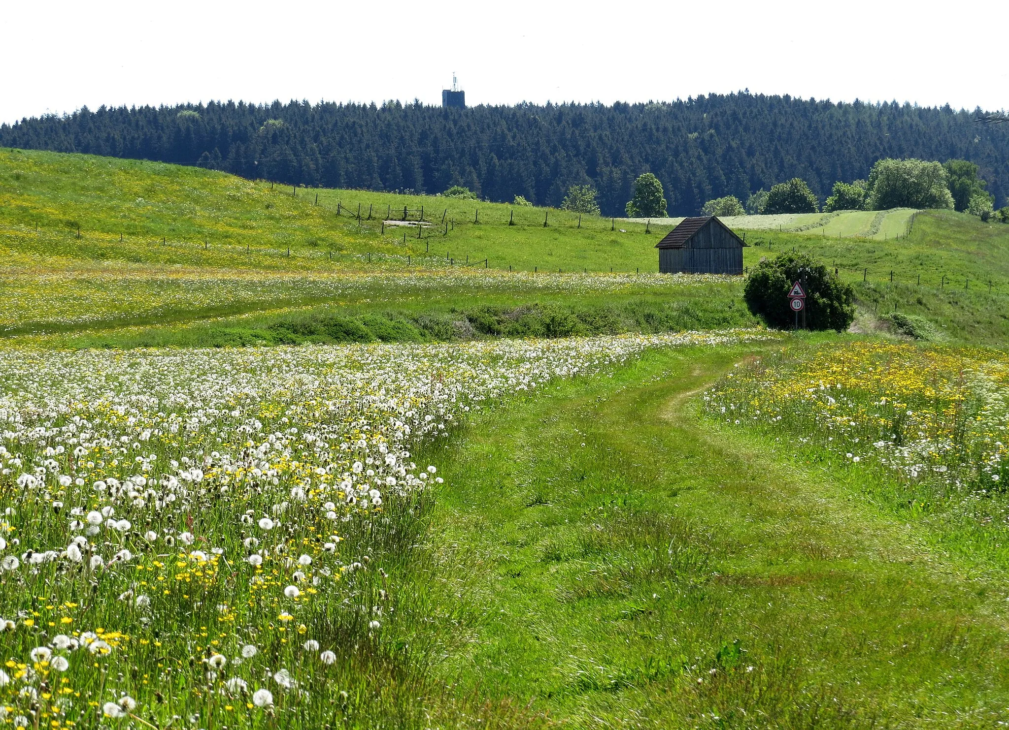 Photo showing: Wiesen nördlich Schongau nahe der Bahnstrecke Landsberg am Lech–Schongau (Fuchstalbahn), bestanden mit verblühtem Löwenzahn und gelb blühendem Hahnenfuß