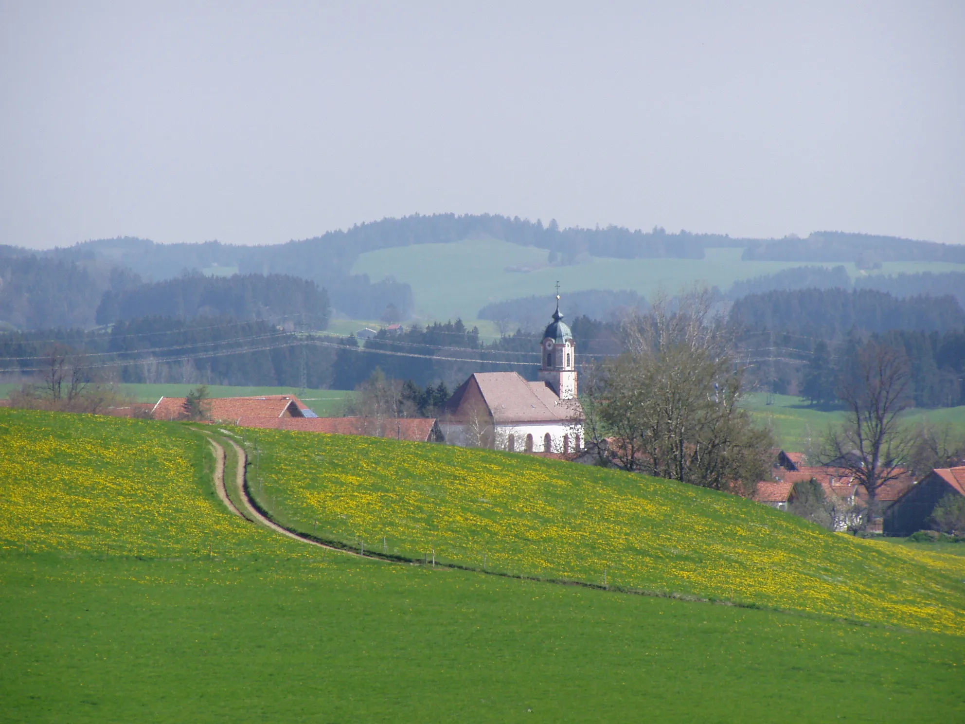 Photo showing: Ingenried zur Löwenzahnblüte