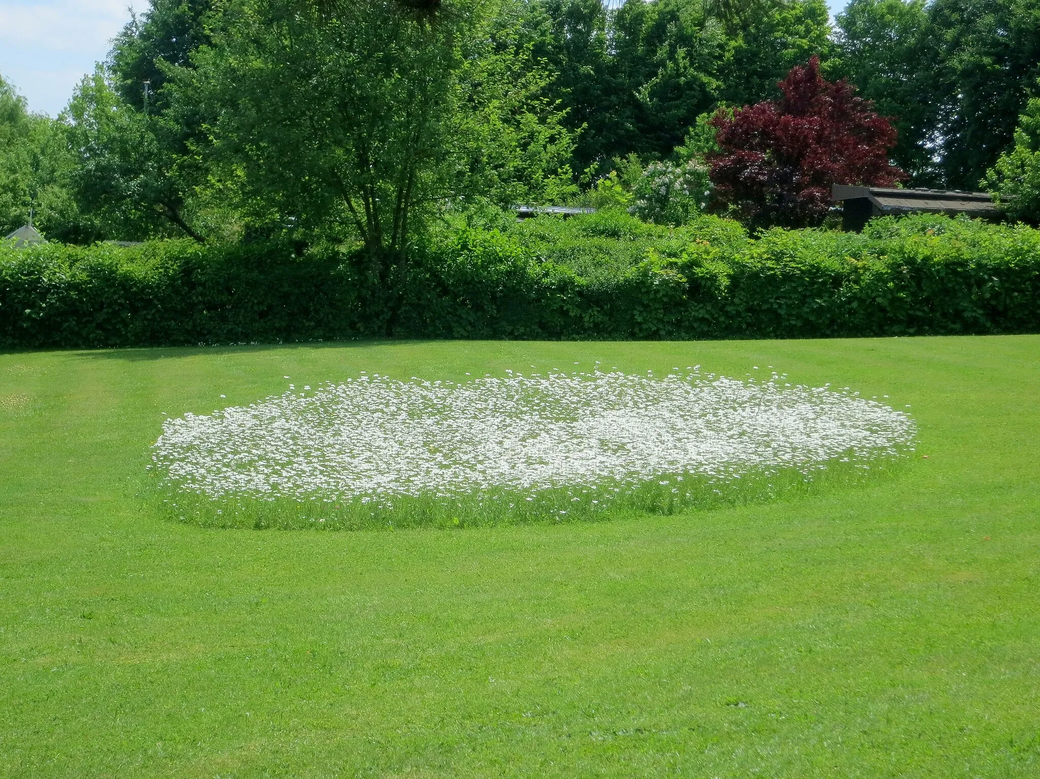 Photo showing: Eine interessante Art Rasen zu mähen, indem auf der Rasenfläche eine Fläche mit Blüten nicht gemäht wird. An diesem Tag mehrmals in Königsbrunn gesehen.