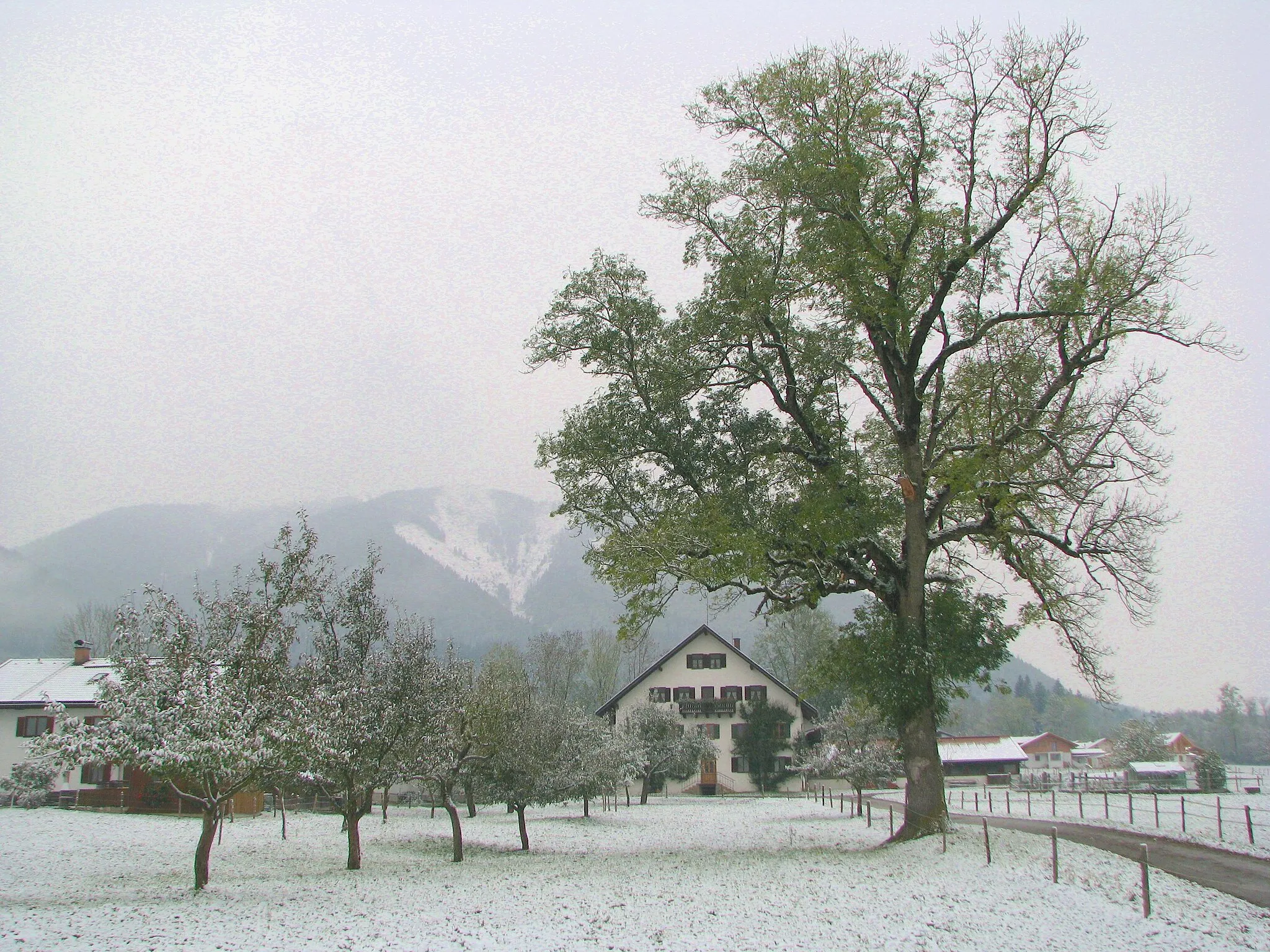 Photo showing: Bauernhof am Ortsrand von Grafenaschau mit altem Baum. Im Hintergrund der Rißberg (1430 m) im Ammergebirge.
