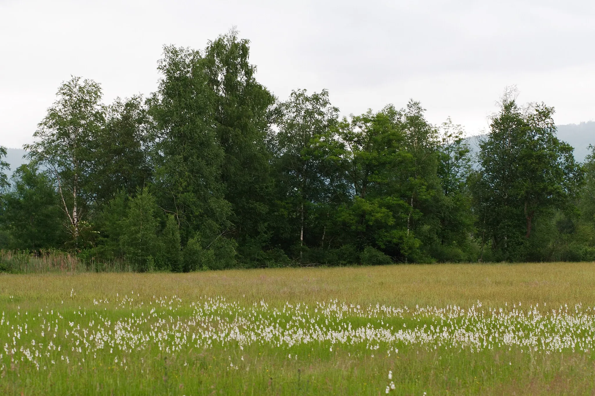 Photo showing: Feuchtwiese im Haselmoos bei Kleinweil an einem bewölkten Juniabend