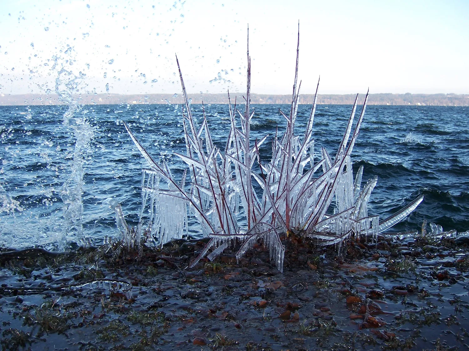 Photo showing: Durch Spritzwasser vereiste Pflanze am Starnberger See, nähe Garratshausen