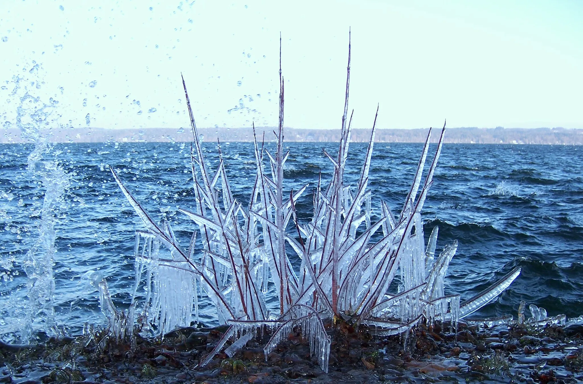 Photo showing: Durch Spritzwasser vereiste Pflanze am Starnberger See, nähe Garratshausen