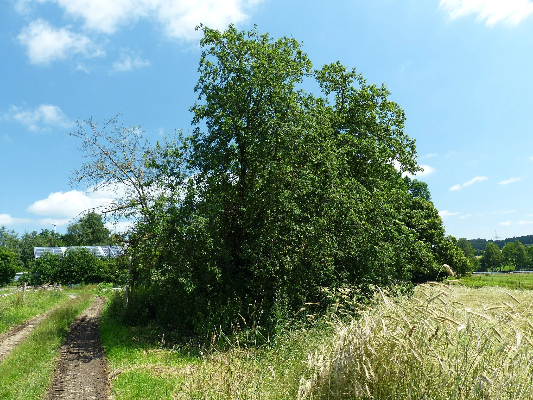 Photo showing: Natudenkmal Wildapfelbaum bei Meierhof, Münchberg