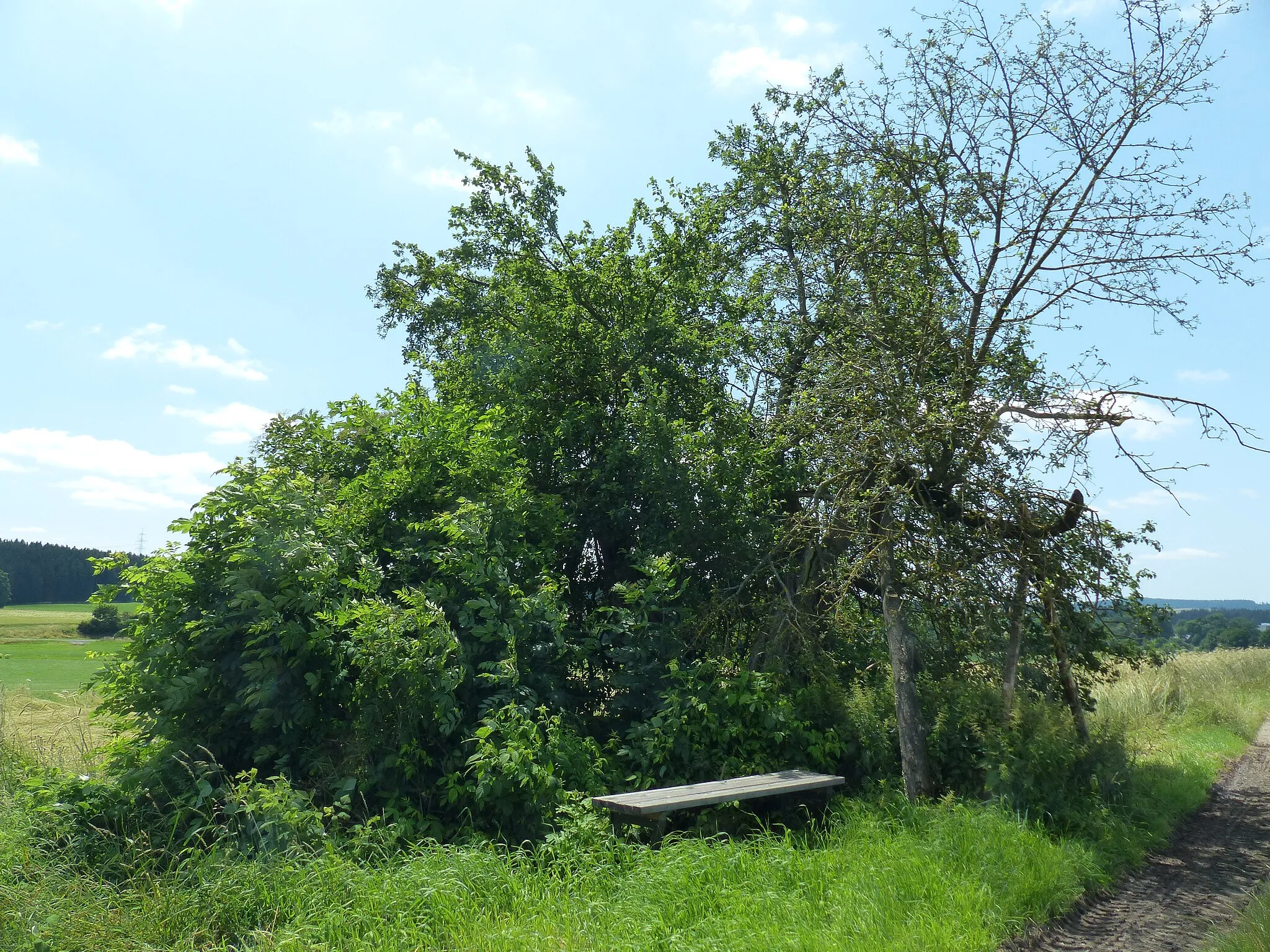 Photo showing: Natudenkmal Wildapfelbaum bei Meierhof, Münchberg