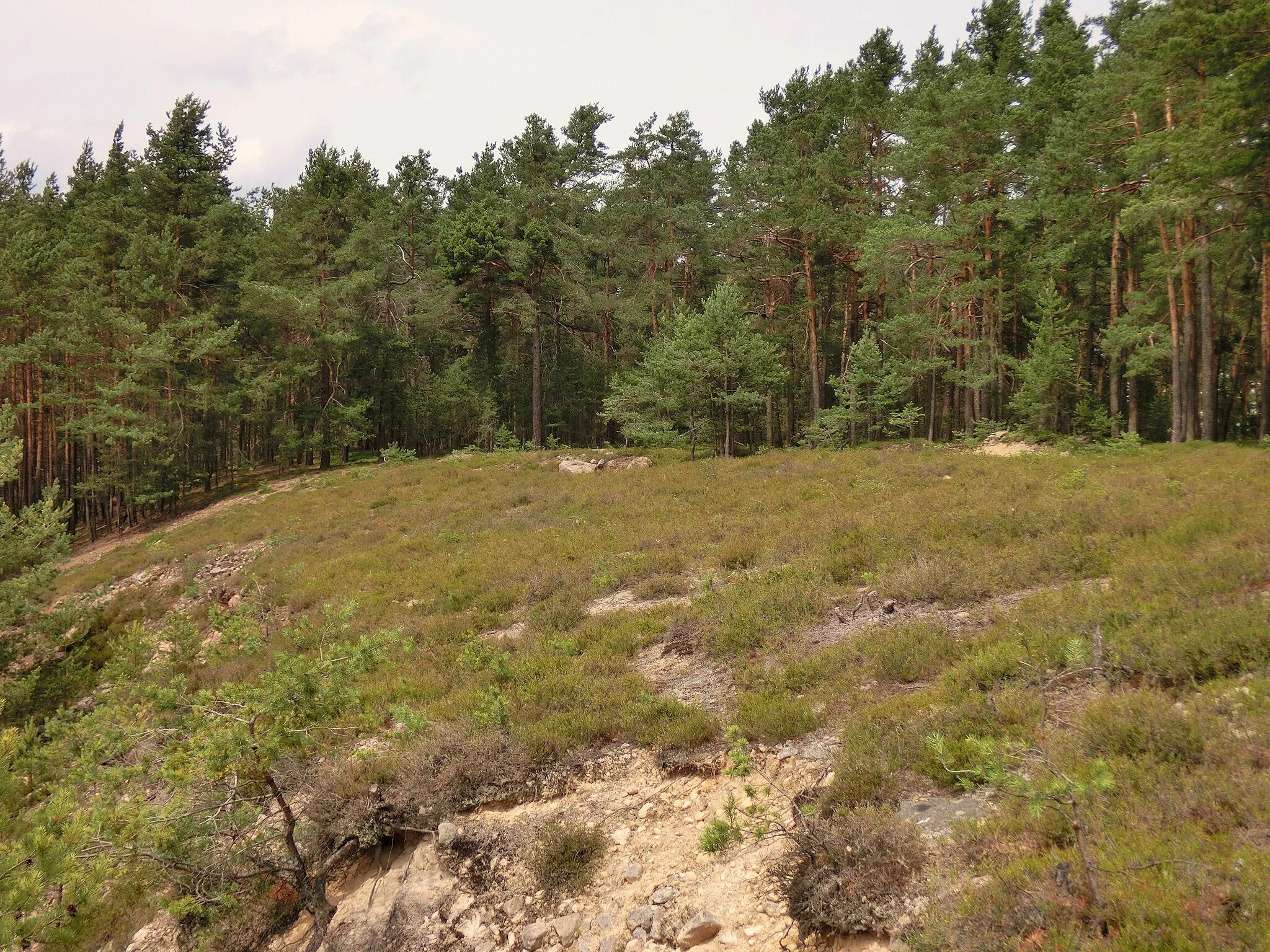 Photo showing: Heidelandschaft auf dem Höllberg