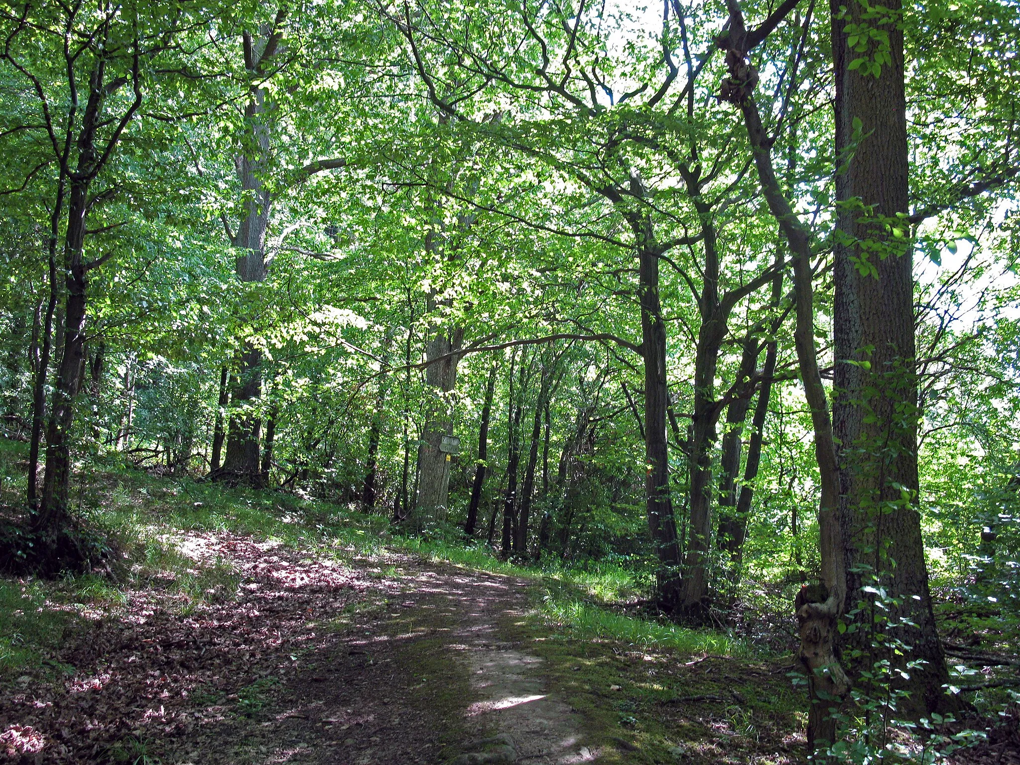 Photo showing: FFH-Gebiet "Buchenwälder und Wiesentäler des Nordsteigerwalds"