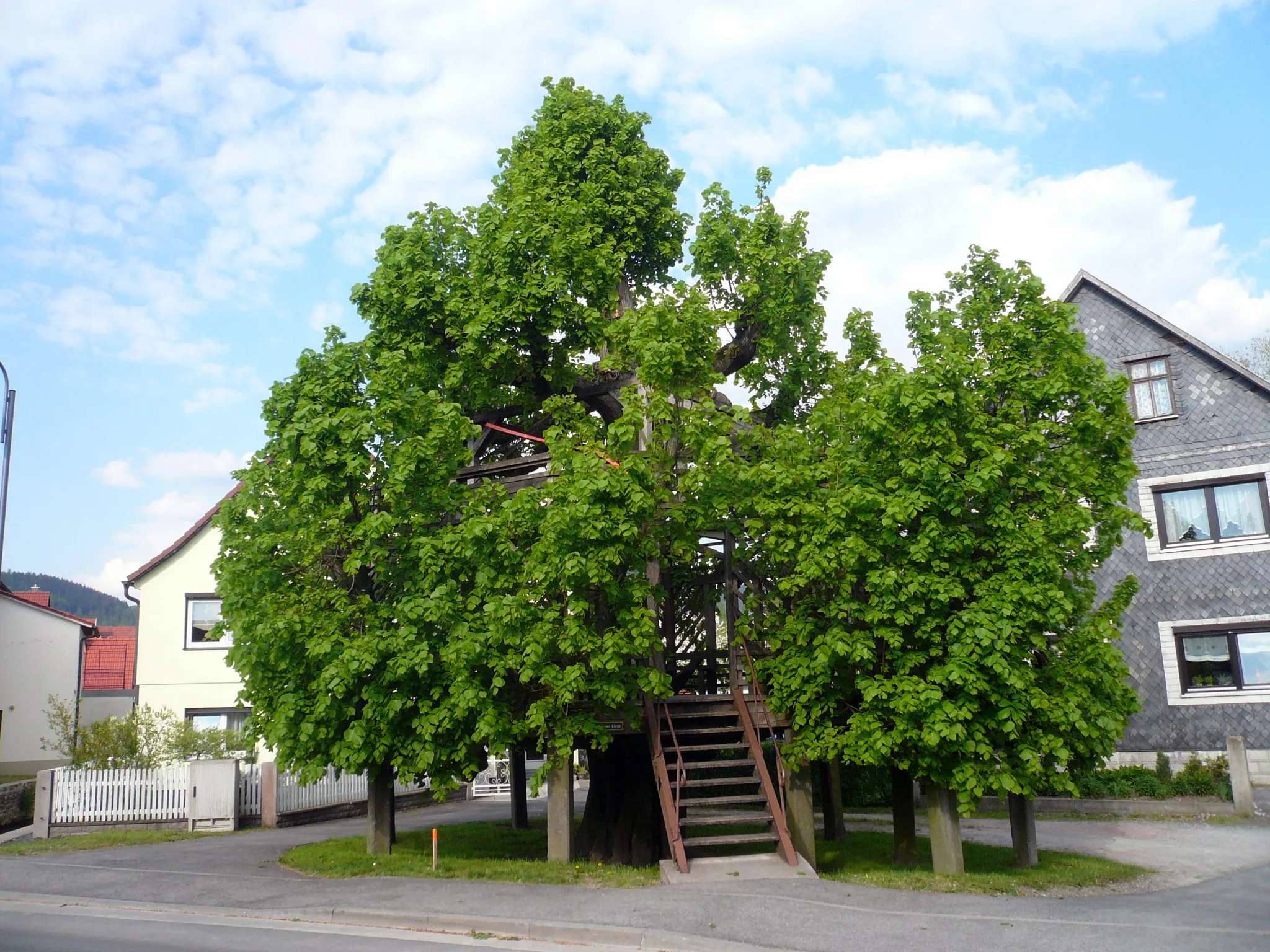 Photo showing: Tanzlinde in Sachsenbrunn