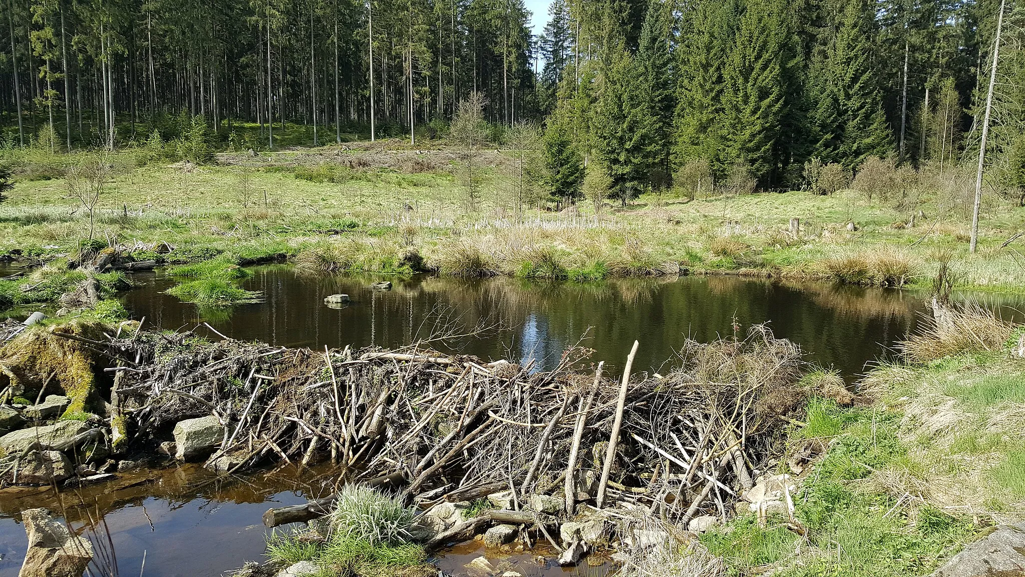 Photo showing: Biberdamm in der Gregnitz