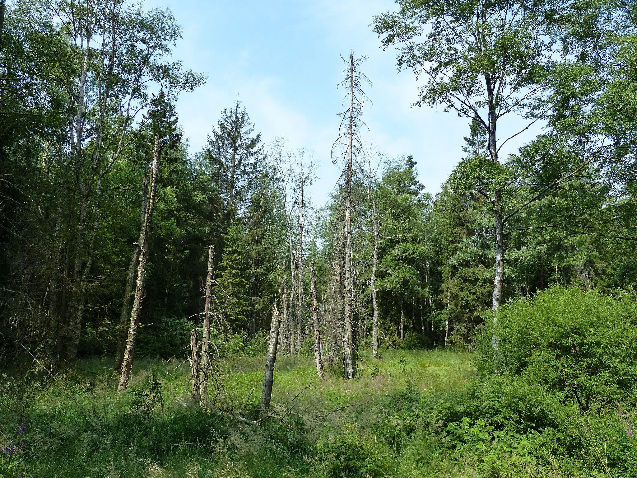 Photo showing: Ansicht im Hochmoor Torfmoorhölle bei Weißenstadt