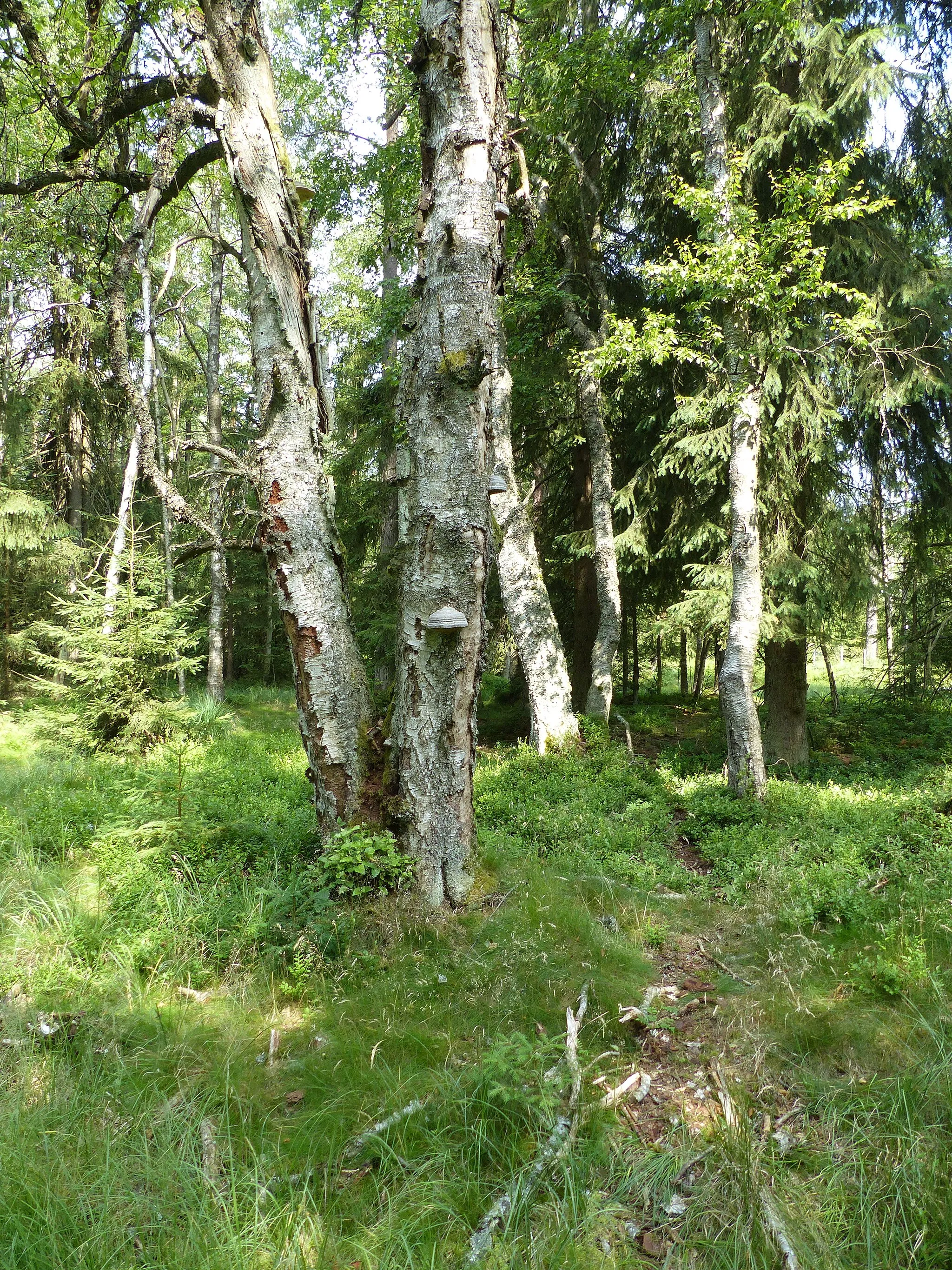 Photo showing: Ansicht im Hochmoor Torfmoorhölle bei Weißenstadt