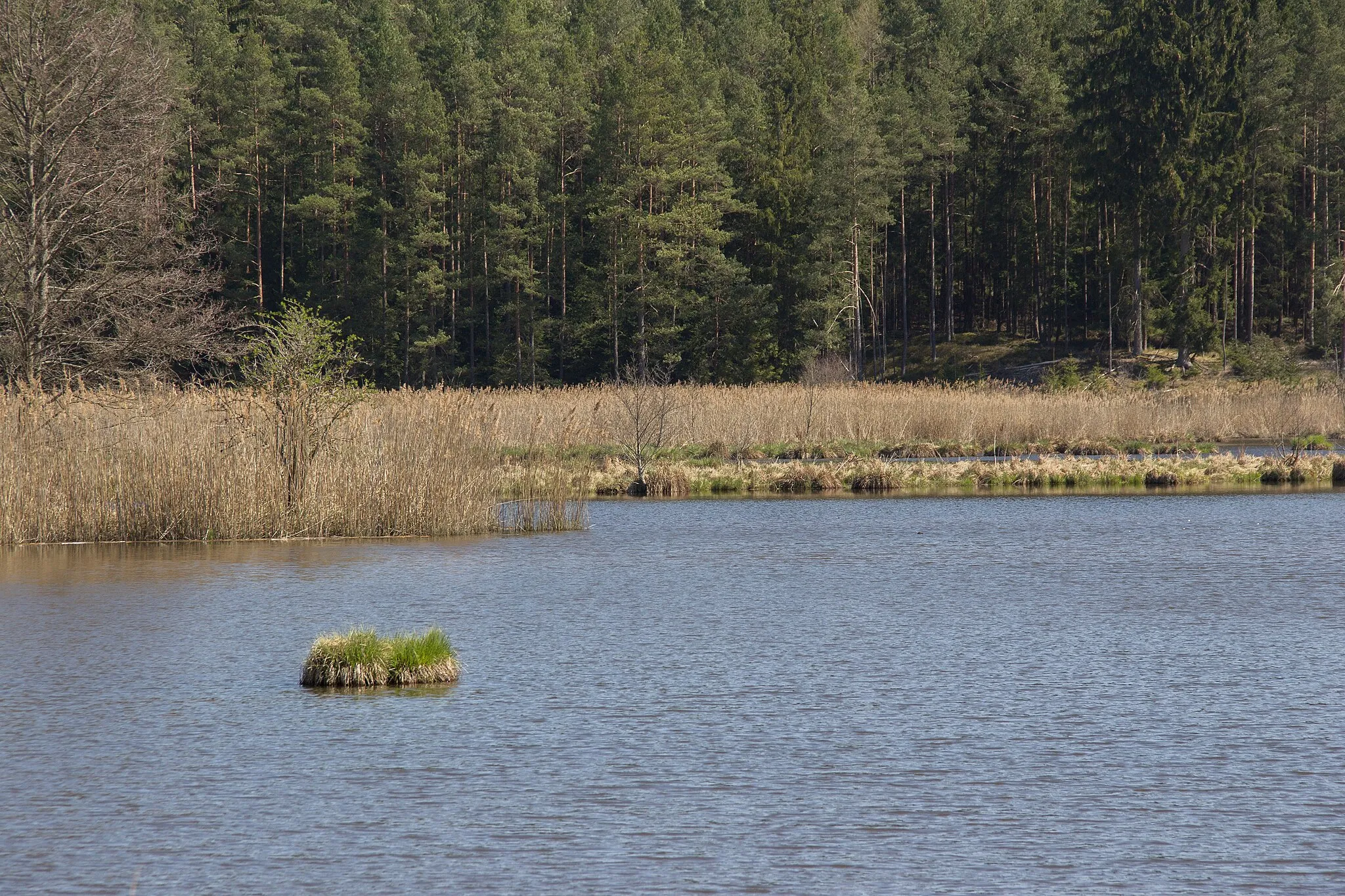 Photo showing: Kammerweiher, NSG Pegnitzau