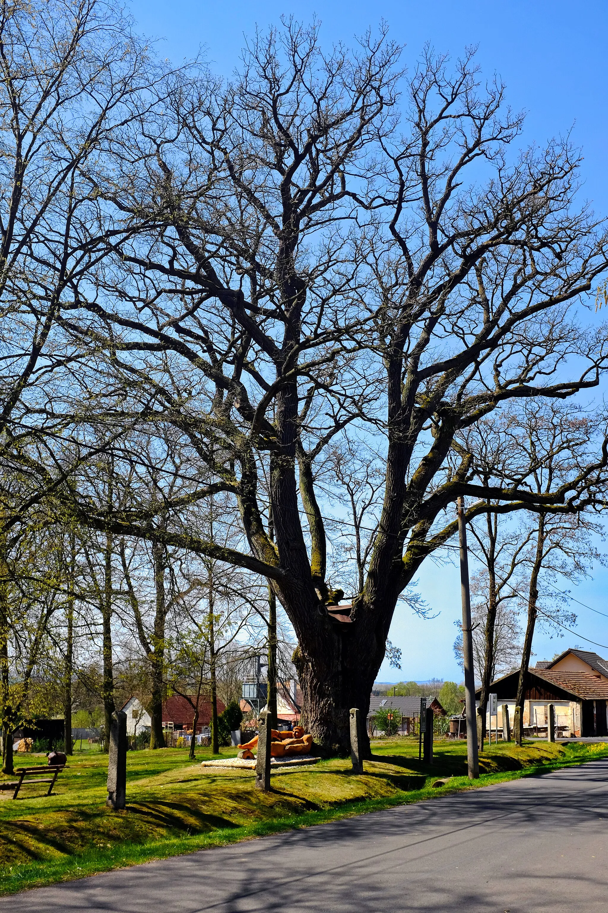 Photo showing: Památný strom - Valdštejnův dub - Okrouhlá, okres Cheb
