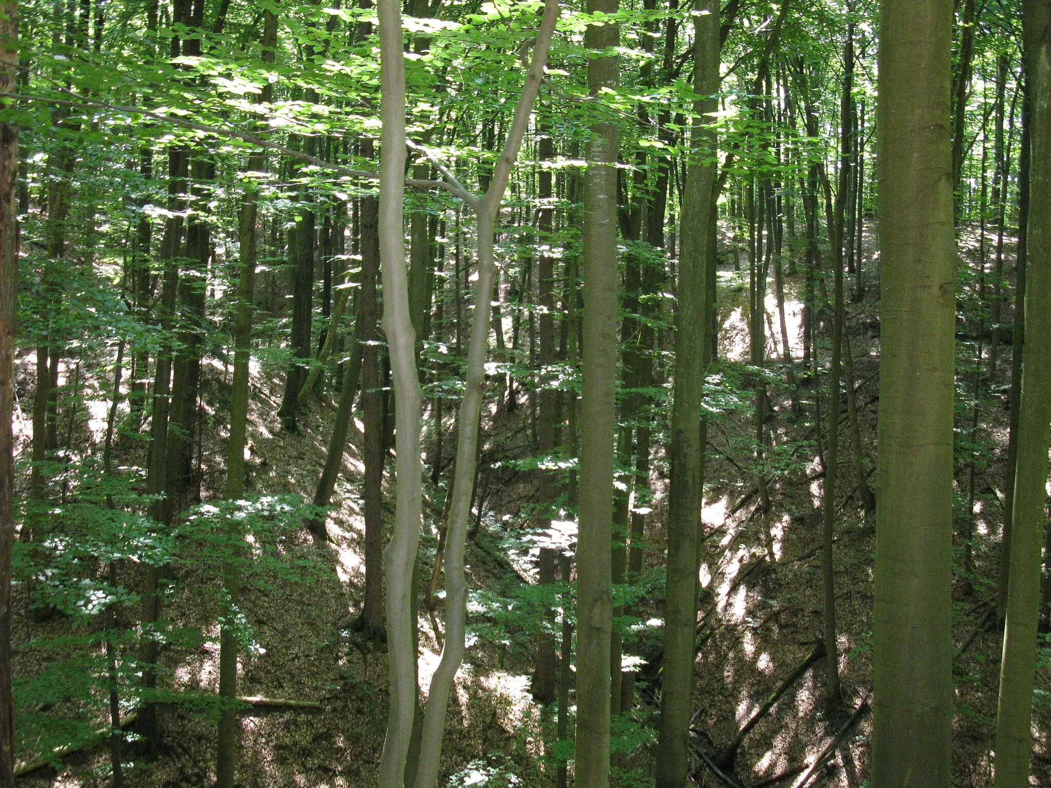 Photo showing: FFH-Gebiet "Buchenwälder und Wiesentäler des Nordsteigerwalds"