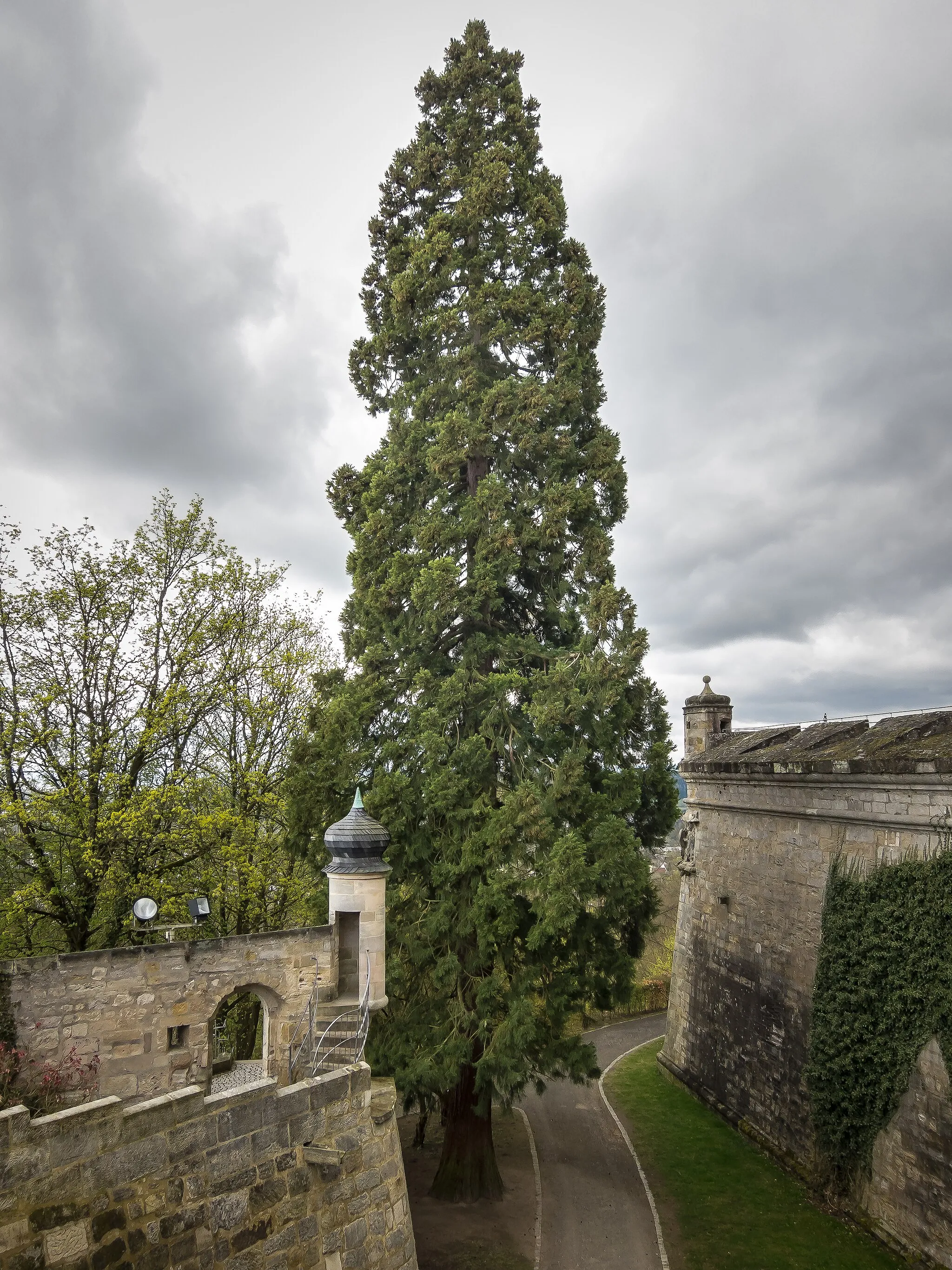 Photo showing: Redwood (sequoiadendron giganteum) - Veste Coburg