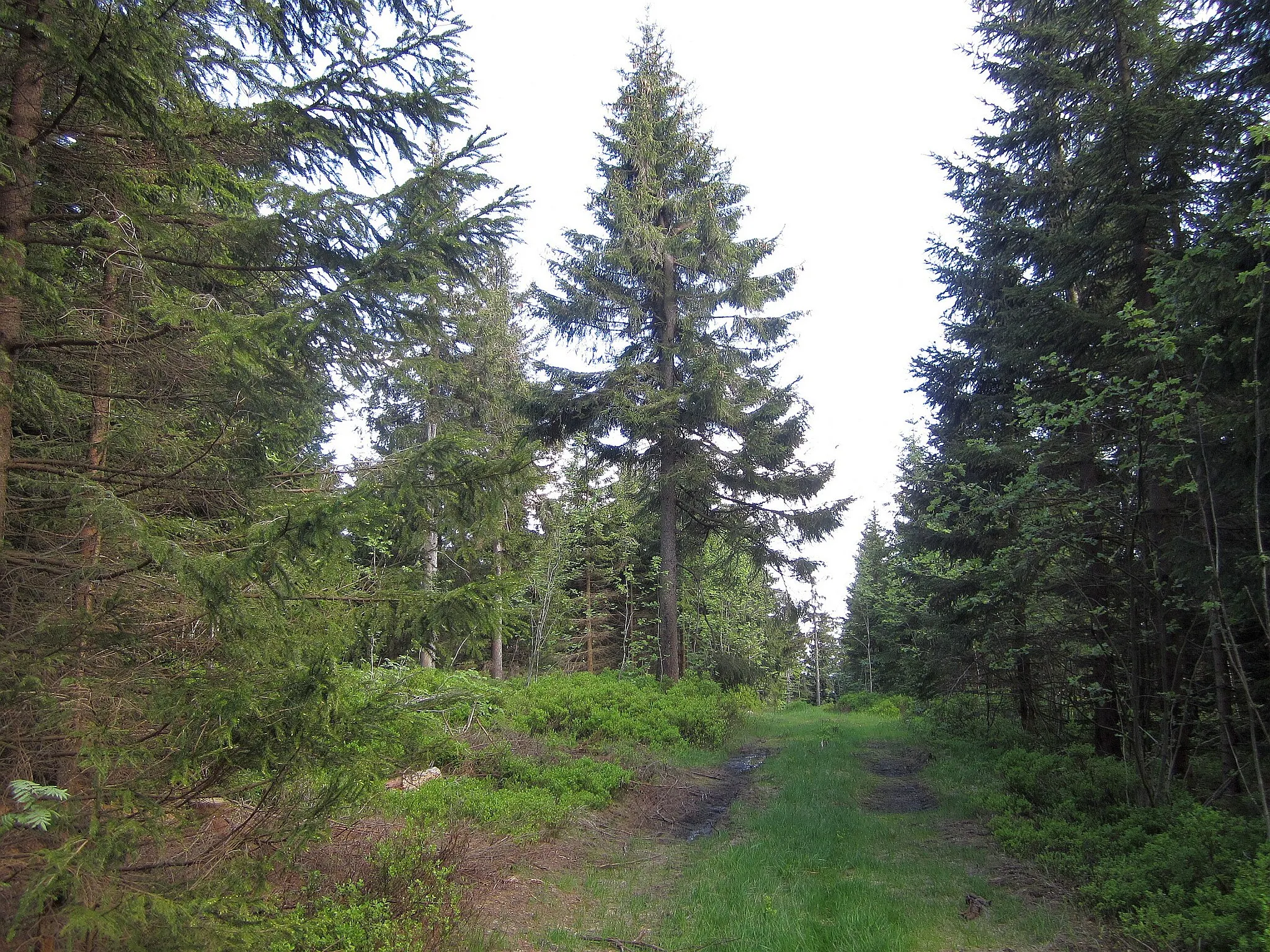 Photo showing: on top of Seehügel, view to Southeast