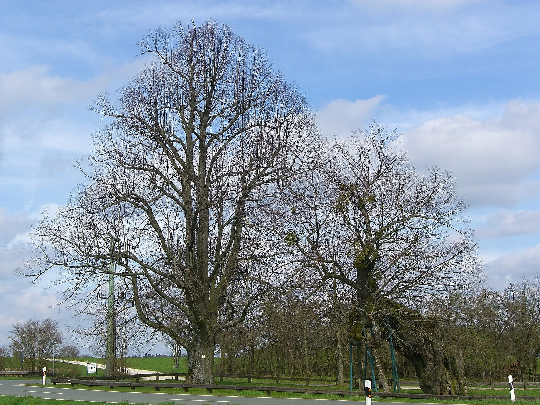 Photo showing: The leaveless old and new Kasberg lime tree (Kasberg is a small village near Gräfenberg, Germany) in spring 2007.