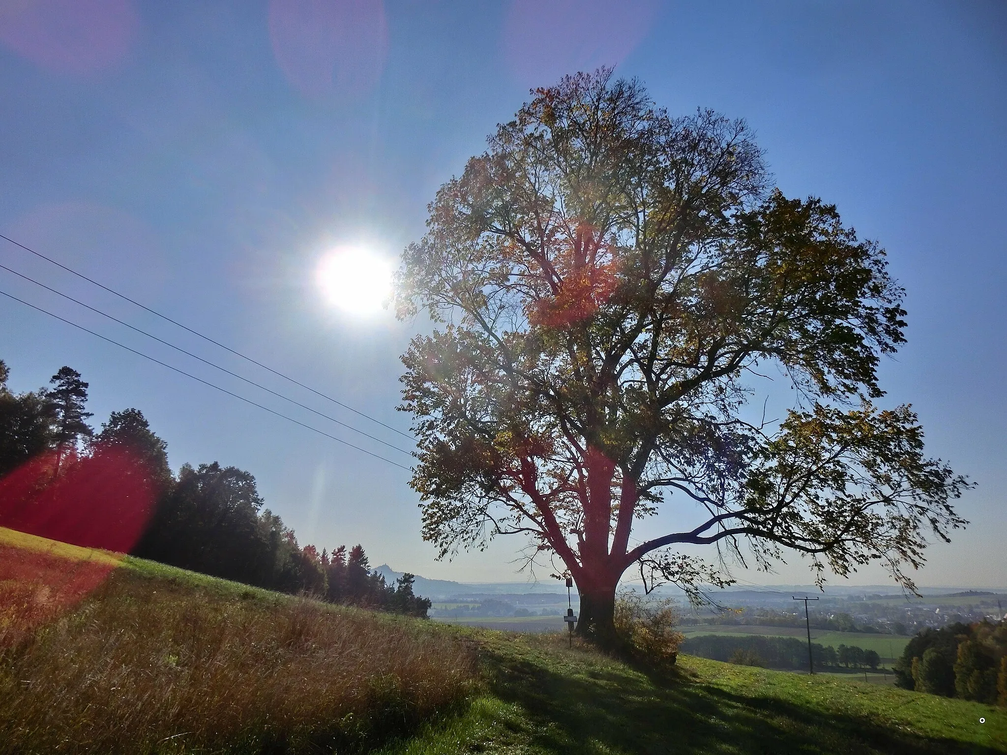 Photo showing: Die alte Ulme am Anzenstein