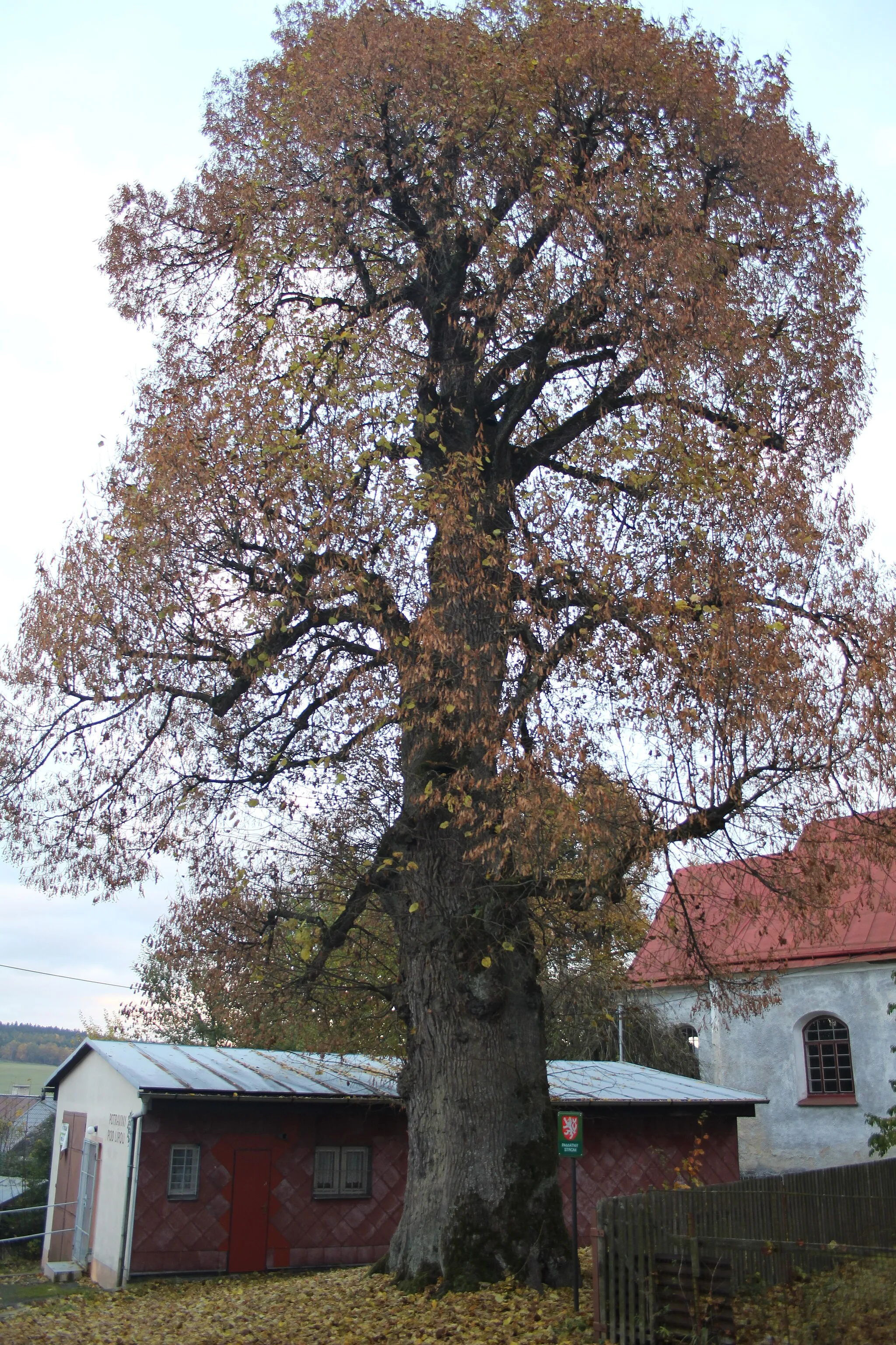 Photo showing: Památný strom asi 40 metrů severně od kostela