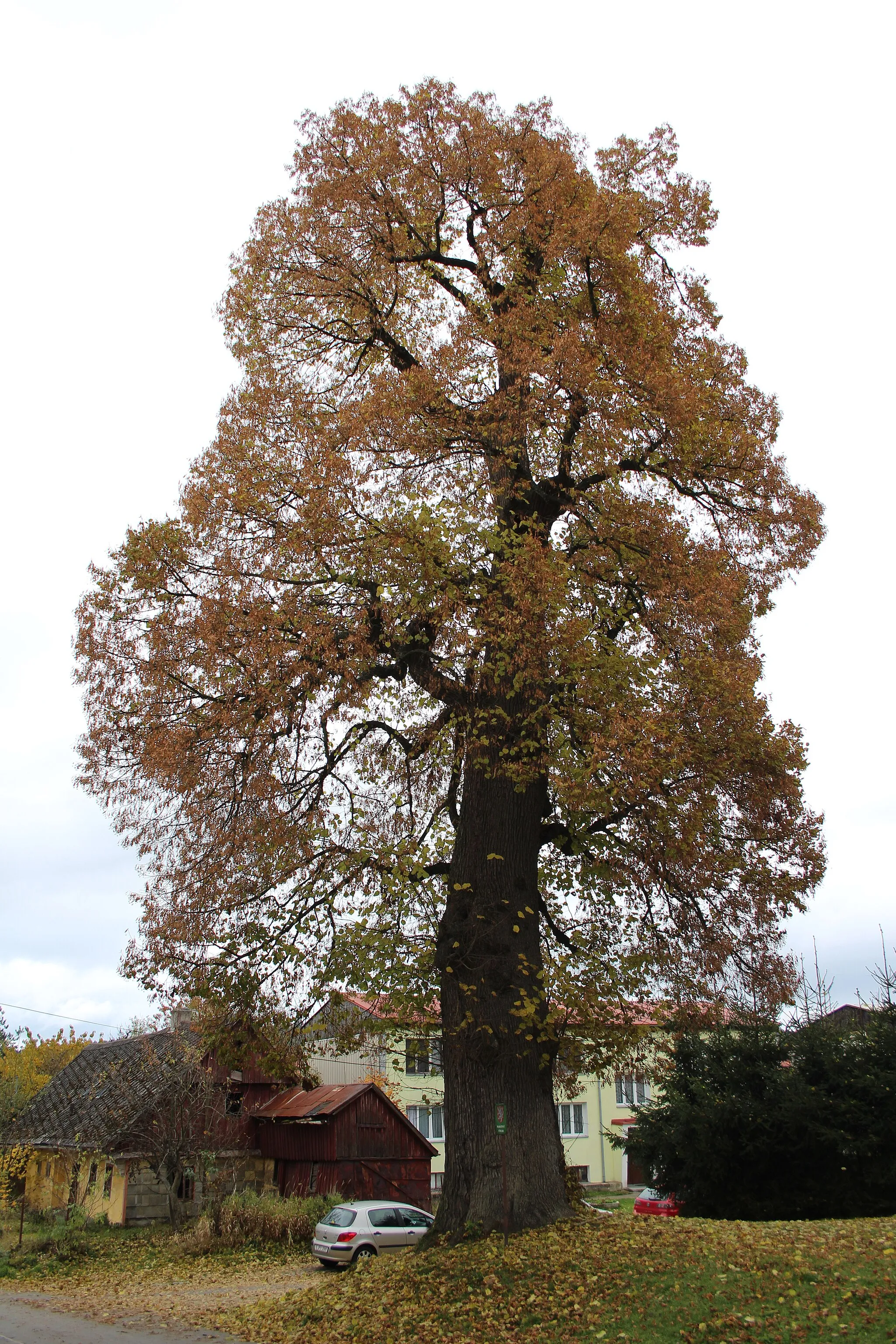 Photo showing: Památný strom v dolní části obce Lesná