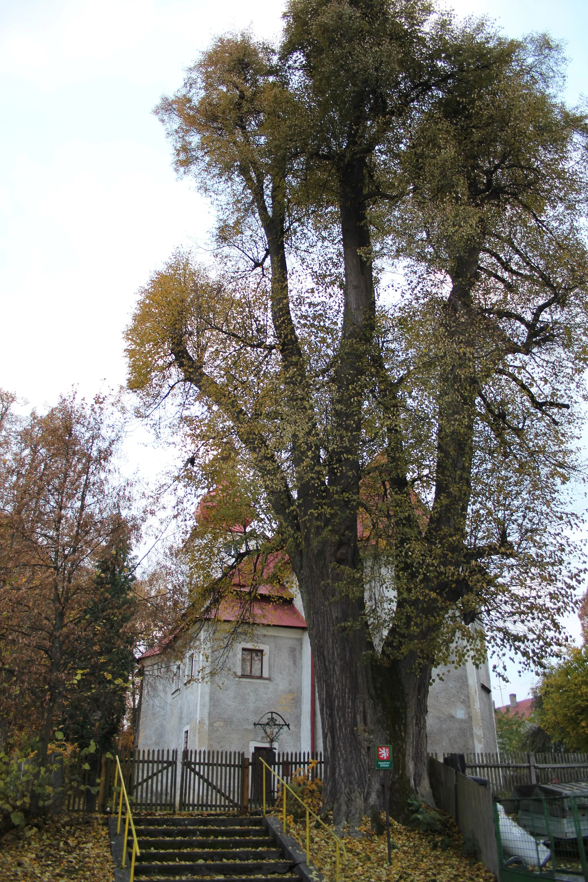 Photo showing: Památný strom u kostela