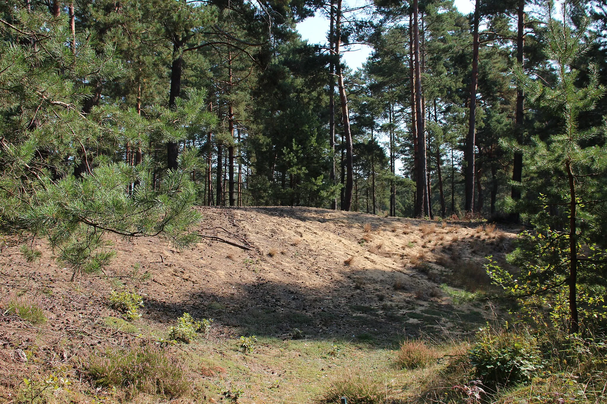 Photo showing: Binnendünen im Seeholz bei Abensberg-Offenstetten