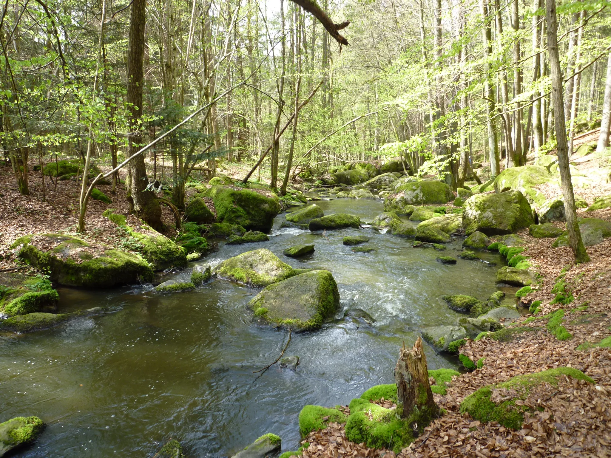 Photo showing: Das Naturschutzgebiet Hölle liegt zwischen den Ortschaften Postfelden und Brennberg in der Oberpfalz, Landkreis Regensburg.