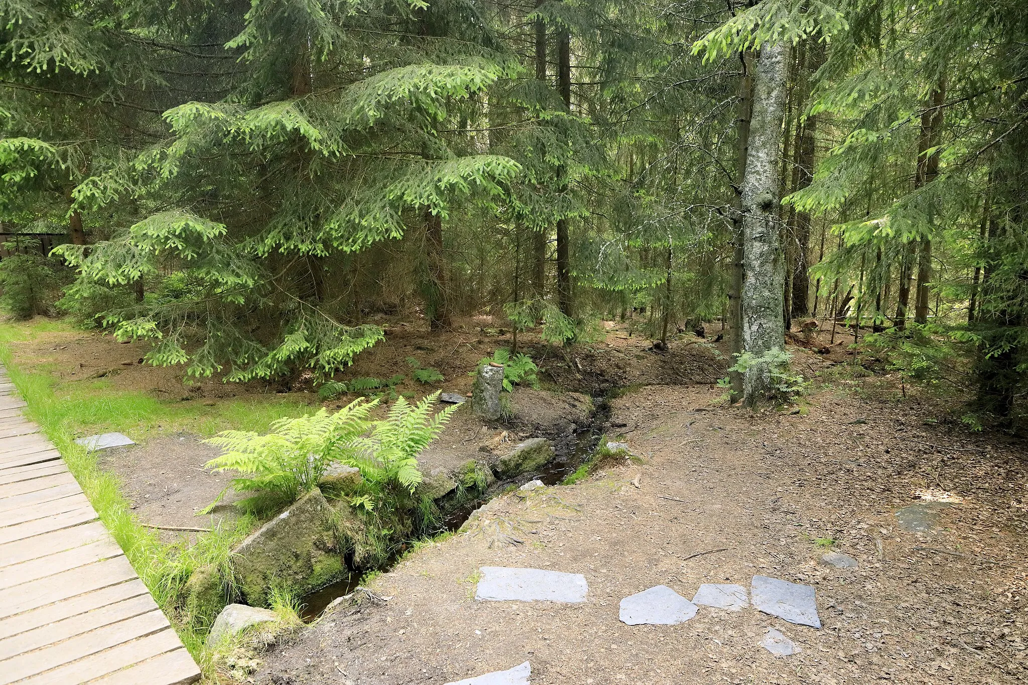 Photo showing: Von der Quellfassung Richtung Nordwest, praktisch ist dieser Quellbach nur einer von mehreren in der näheren Umgebung.