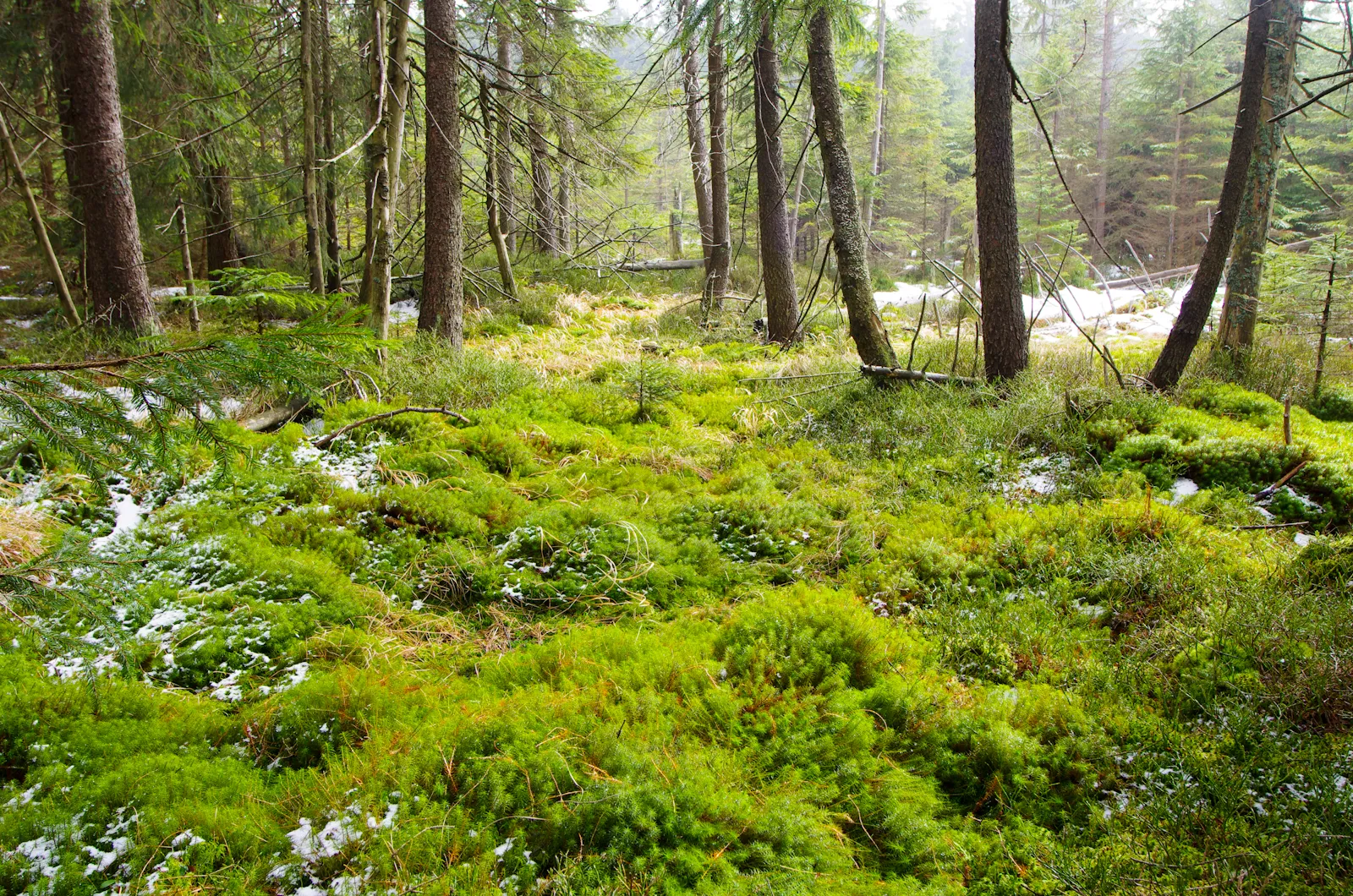 Photo showing: Národní přírodní rezervace Kladské rašeliny - lokalita Lysina, její jihozápadní okraj, Slavkovský les, okres Cheb