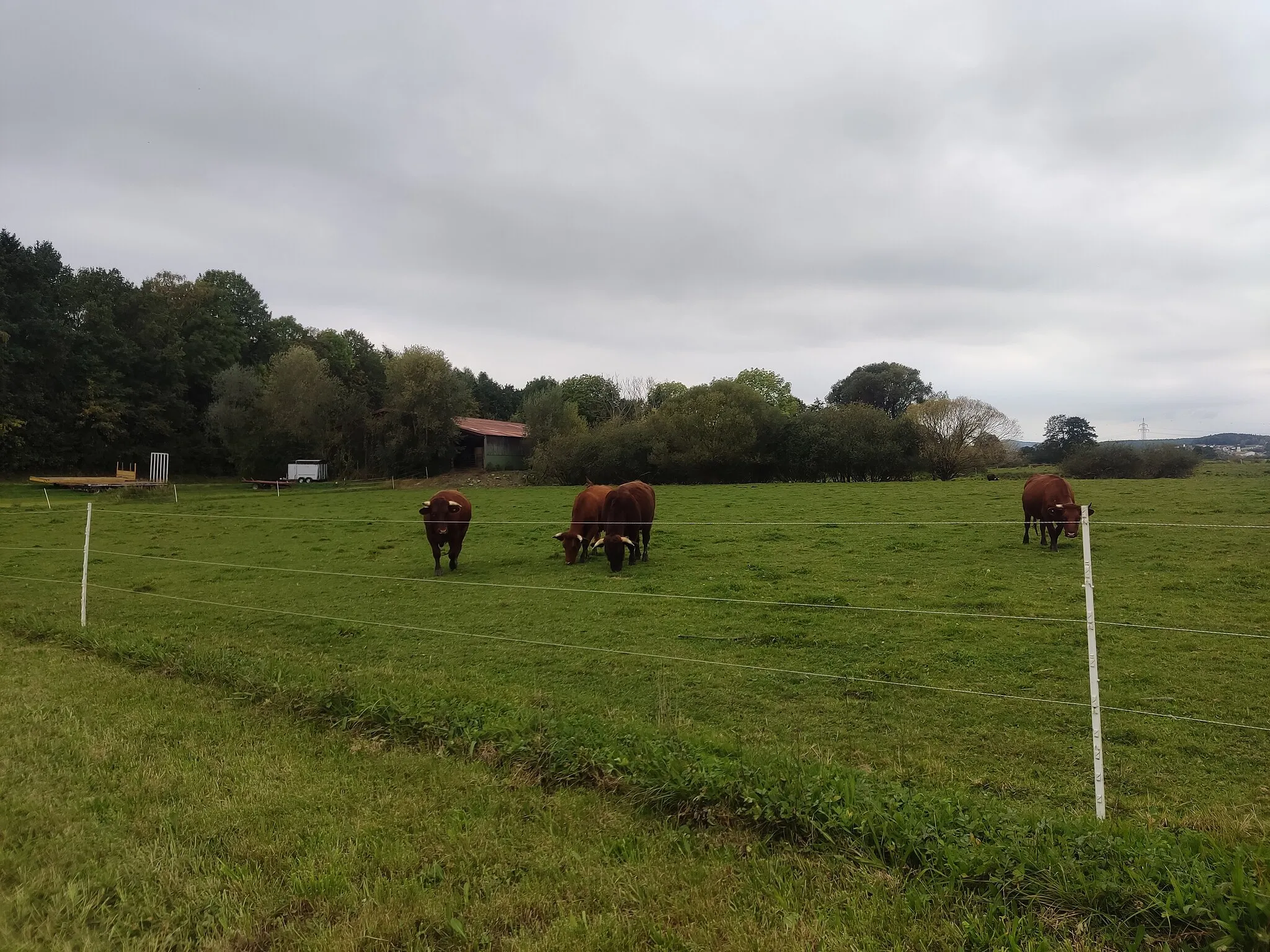 Photo showing: Rotes Höhenvieh im Natursschtzgebiet Regentalaue