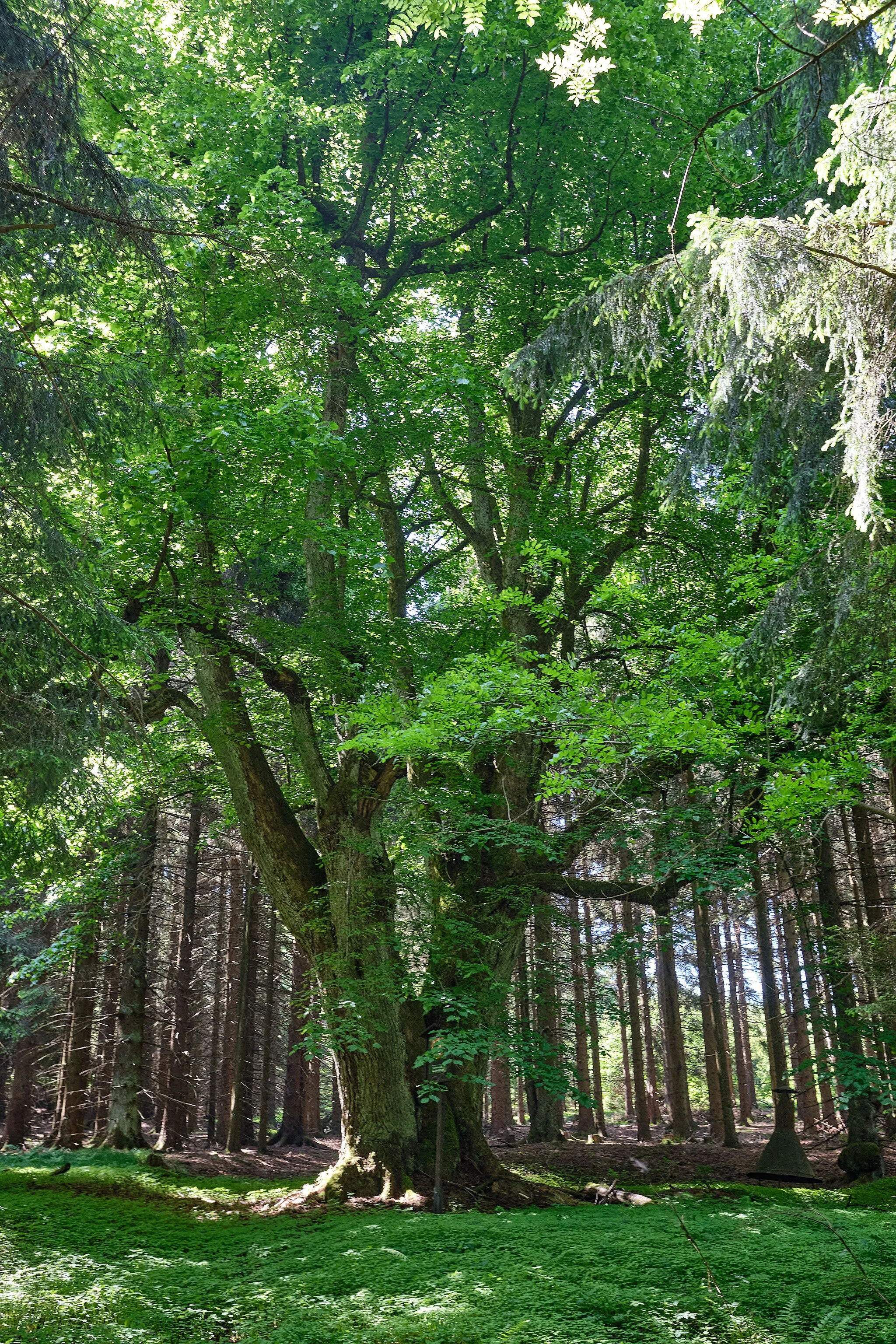 Photo showing: Památný strom Nuzarovská lípa, zaniklá vesnice Nuzarov, území obce Postřekov, okres Domažlice
