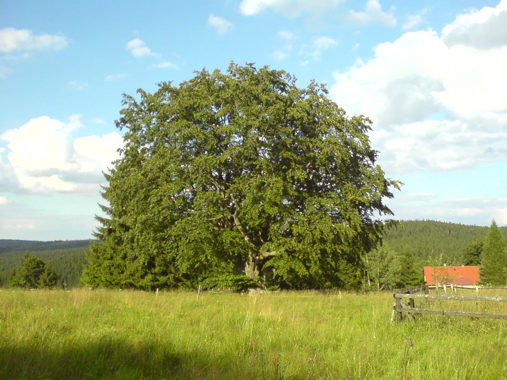 Photo showing: A protected beech tree near hamlet of Lazy, Lázně Kynžcart municipality, Cheb District, Czech Republic.