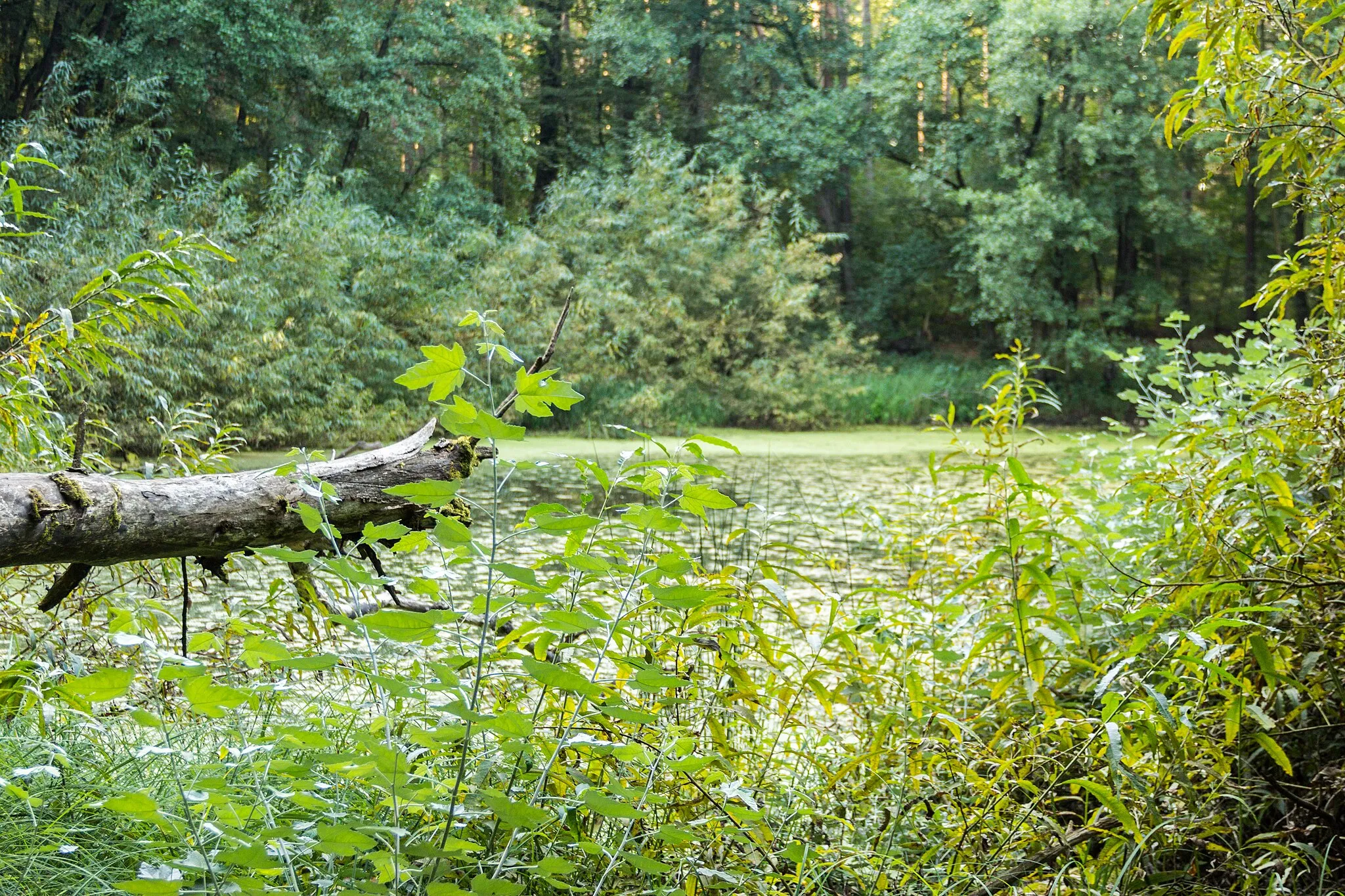 Photo showing: Oberer Egelsee, Naturdenkmal, Winkelhaid (gemeindefreies Gebiet)