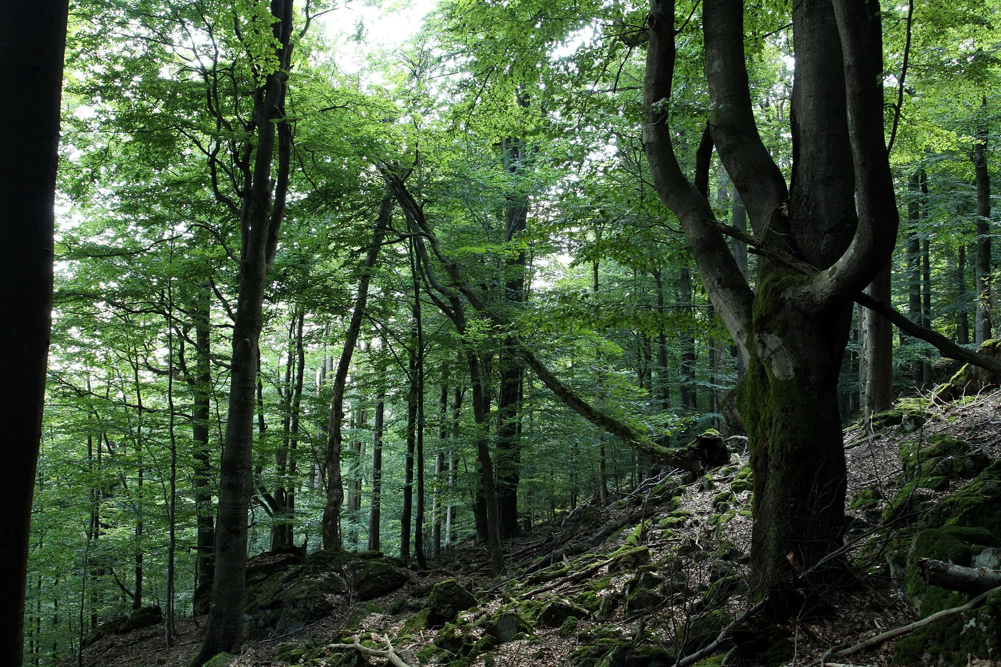 Photo showing: Nature reserce Malý Zvon near Bělá nad Radbuzou  in Domažlice District, Czech Republic