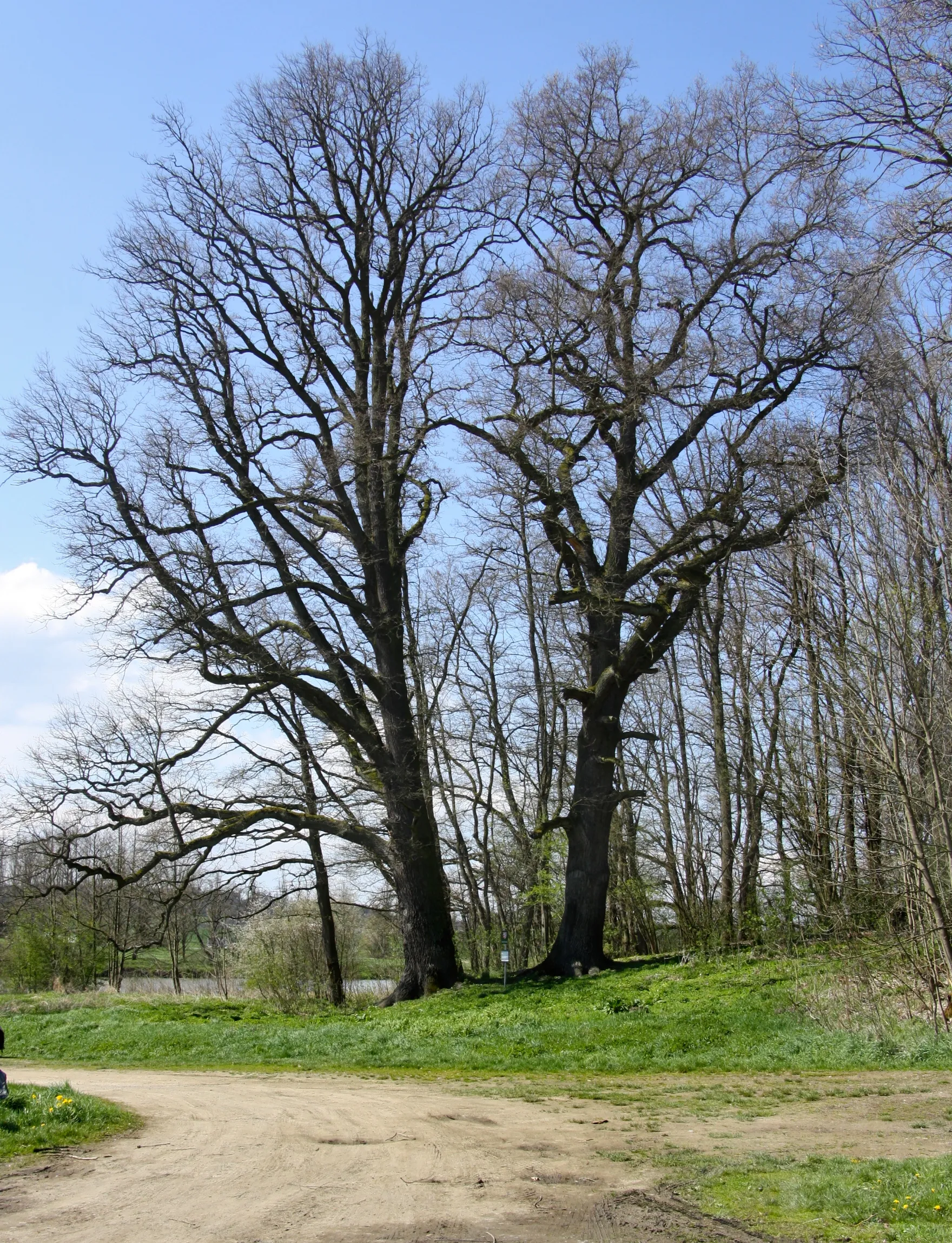 Photo showing: Duby nad rybníkem Bílka remarkable tree, Kout na Šumavě, Czech Republic.