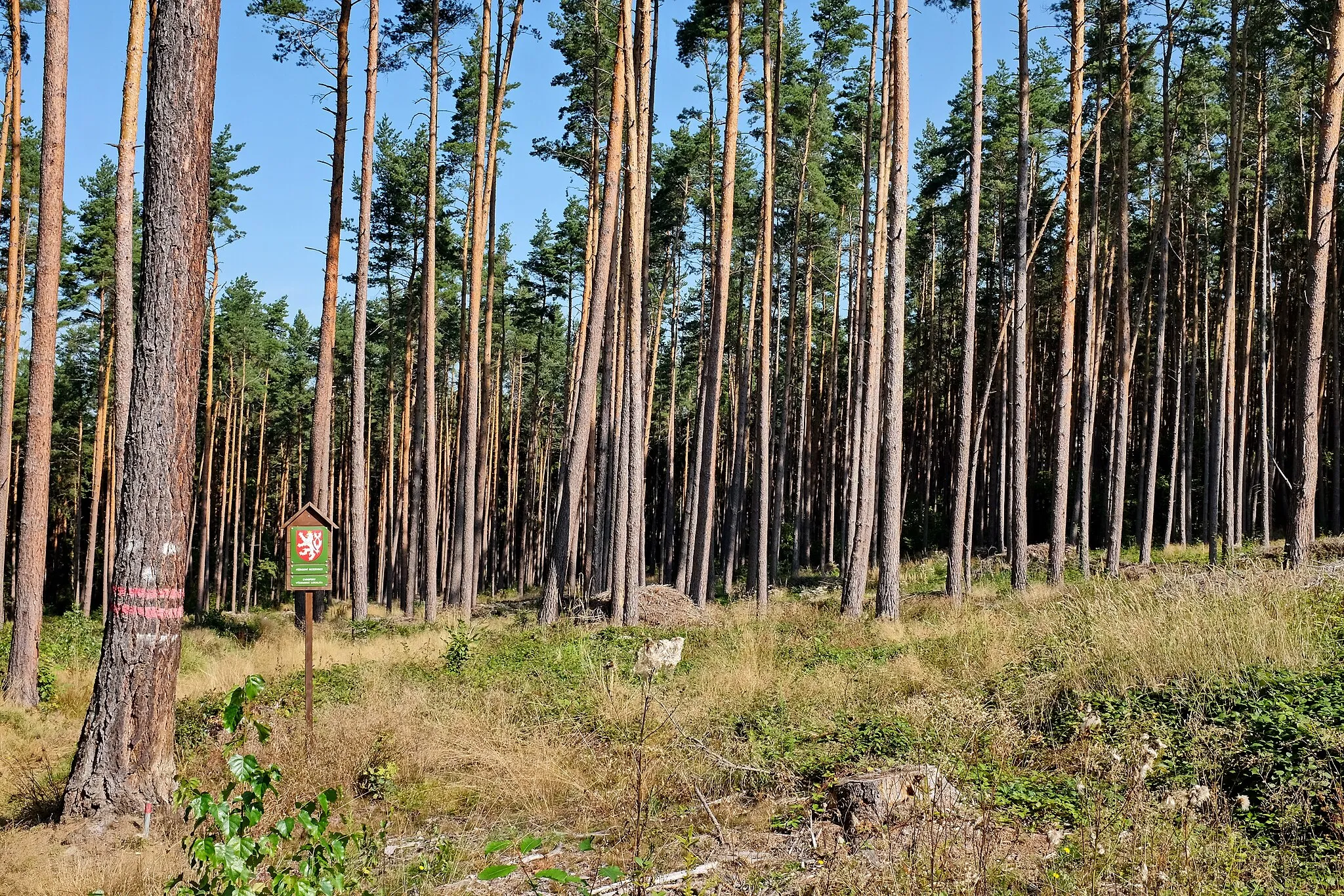 Photo showing: Přírodní rezervace Drahotínský les, okres Domažlice