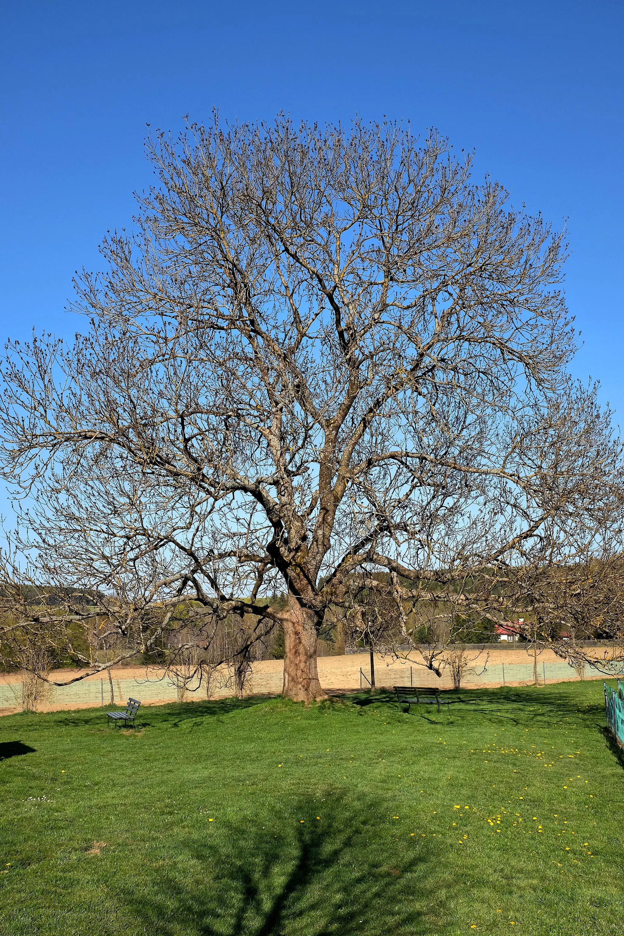 Photo showing: Významný strom - Jasan pana Šolce - Chodovská Huť, okres Cheb