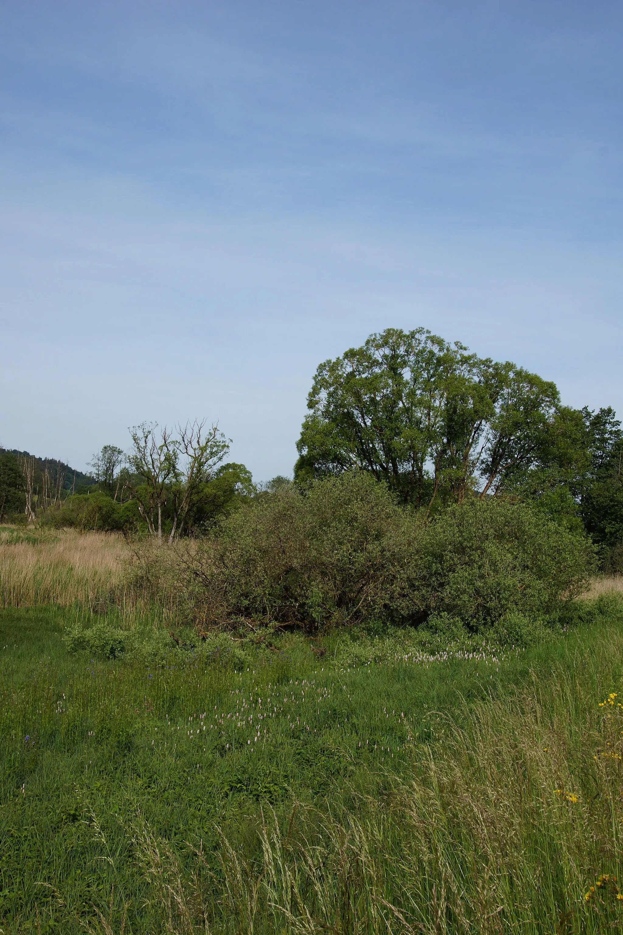 Photo showing: Deusmauer Moor -  bei Dietkirchen