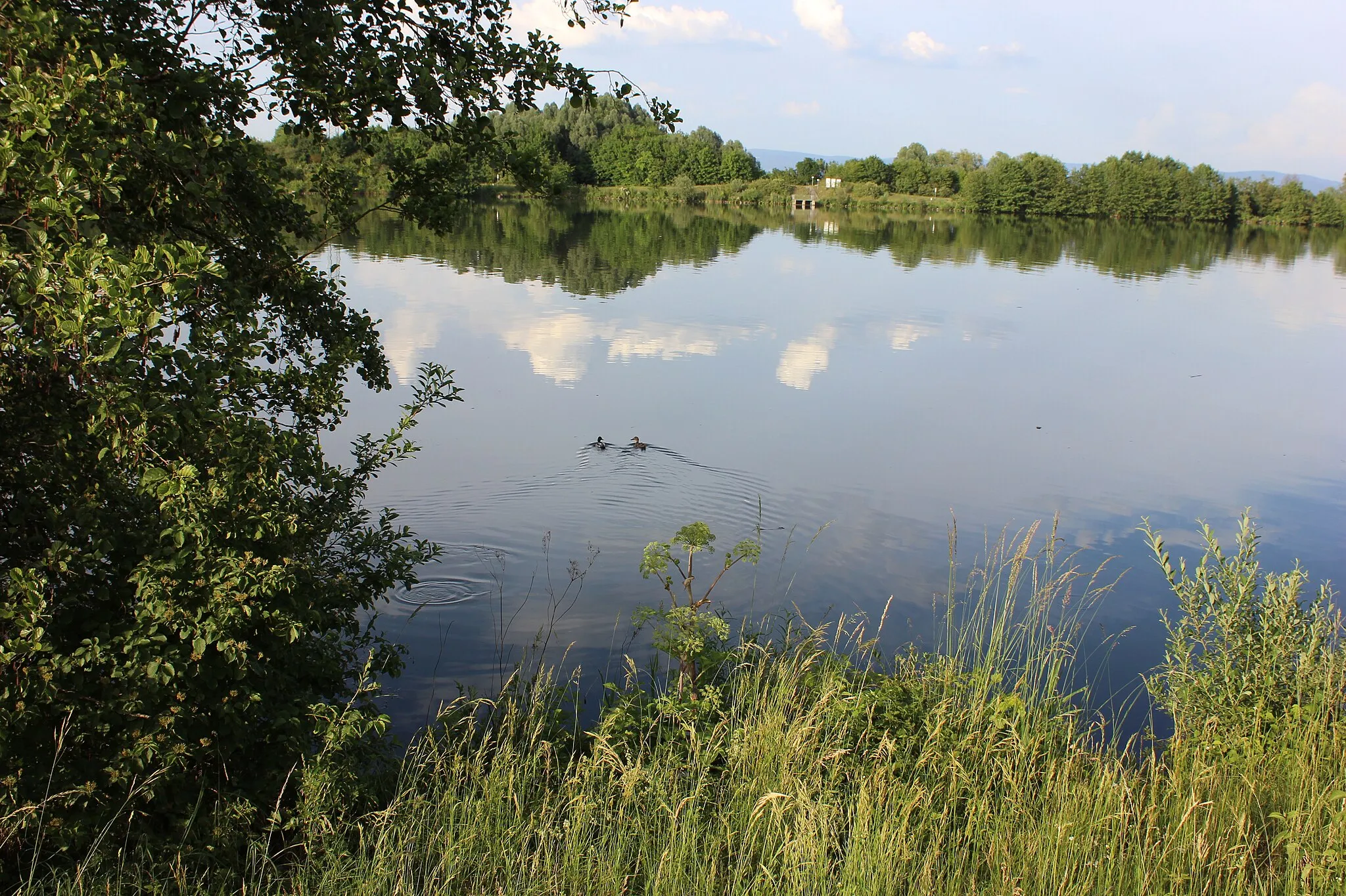 Photo showing: Schwimmende Wasservögel auf der Donau bei Niedermotzing.
Vogelschutzgebiet.