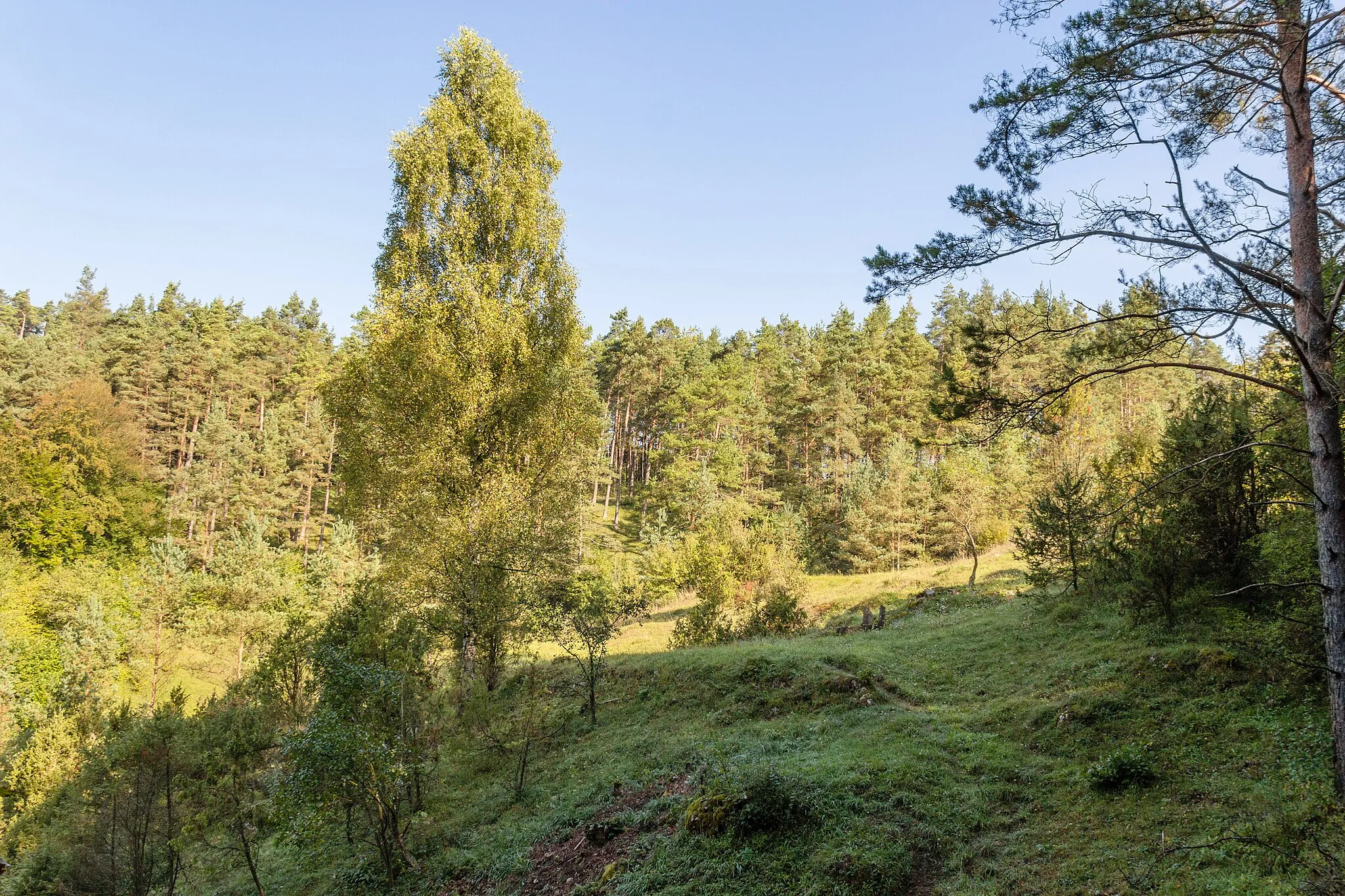 Photo showing: Lungsdorfer Wacholderheide, Geschützter Landschaftsbestandteil