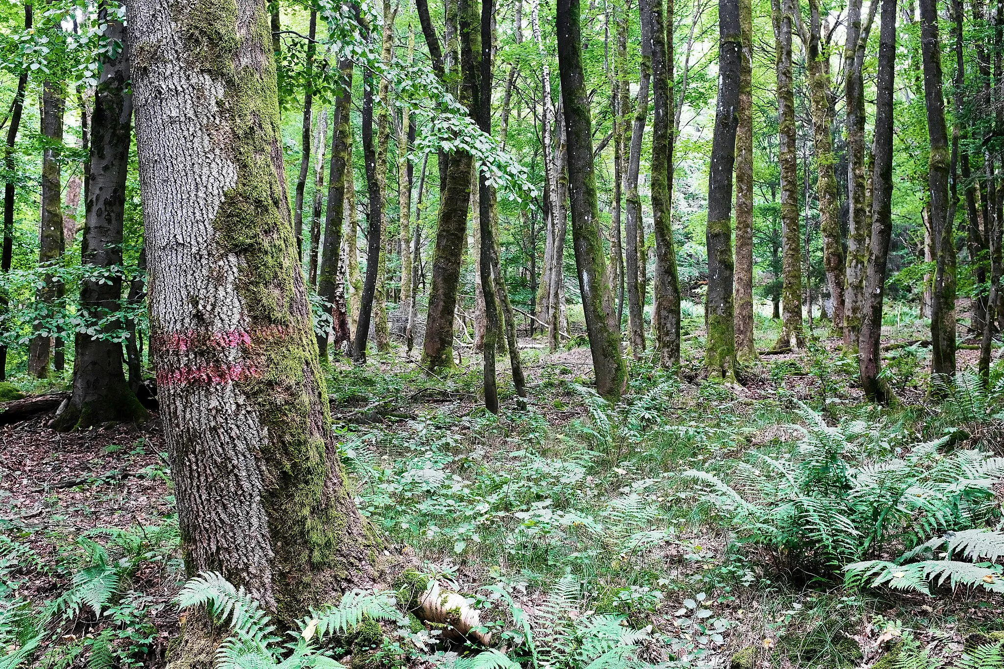 Photo showing: Přírodní rezervace Dlouhý vrch, Bělá nad Radbuzou, okres Domažlice