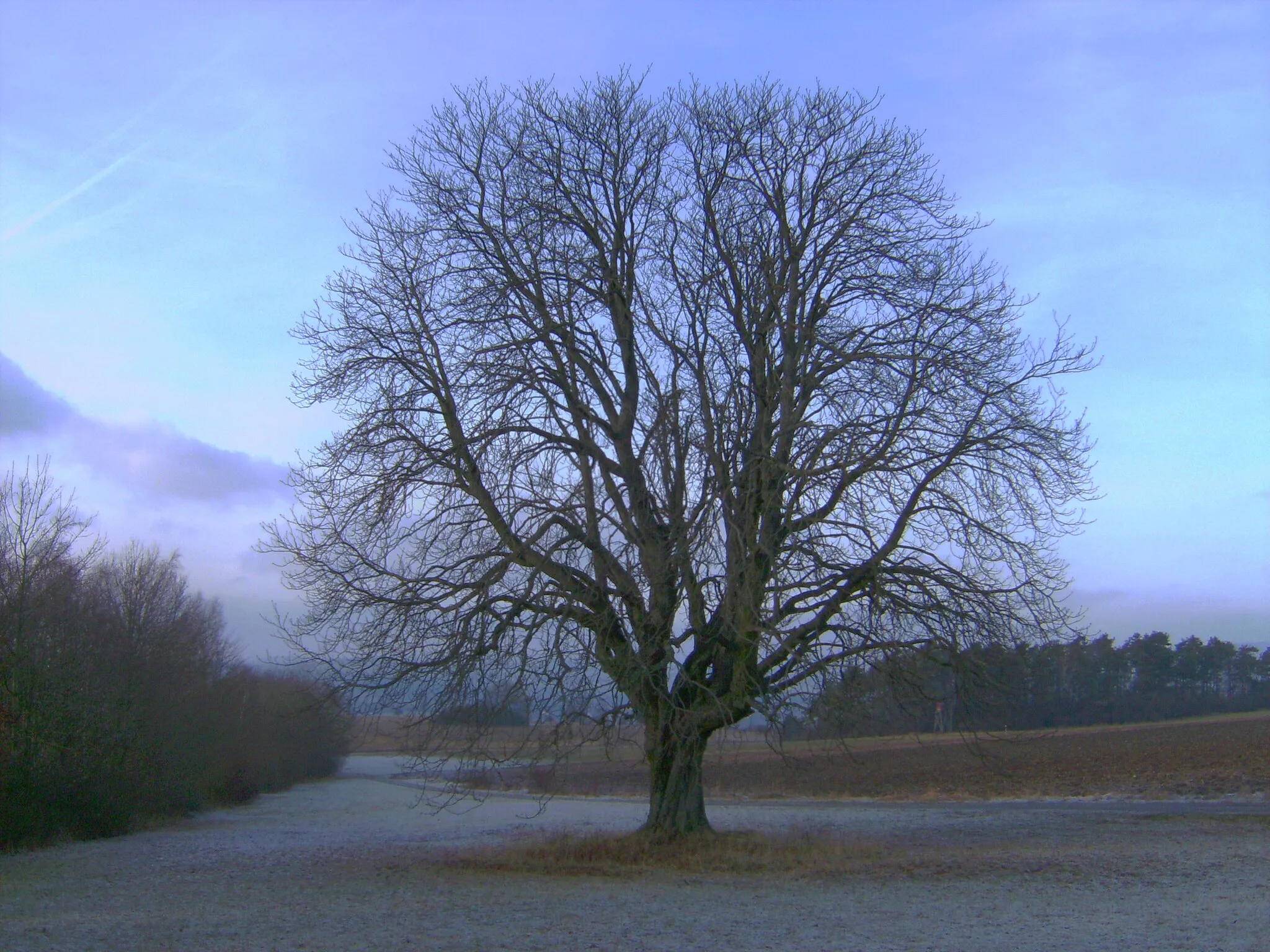 Photo showing: Herbst auf dem Oschenberg