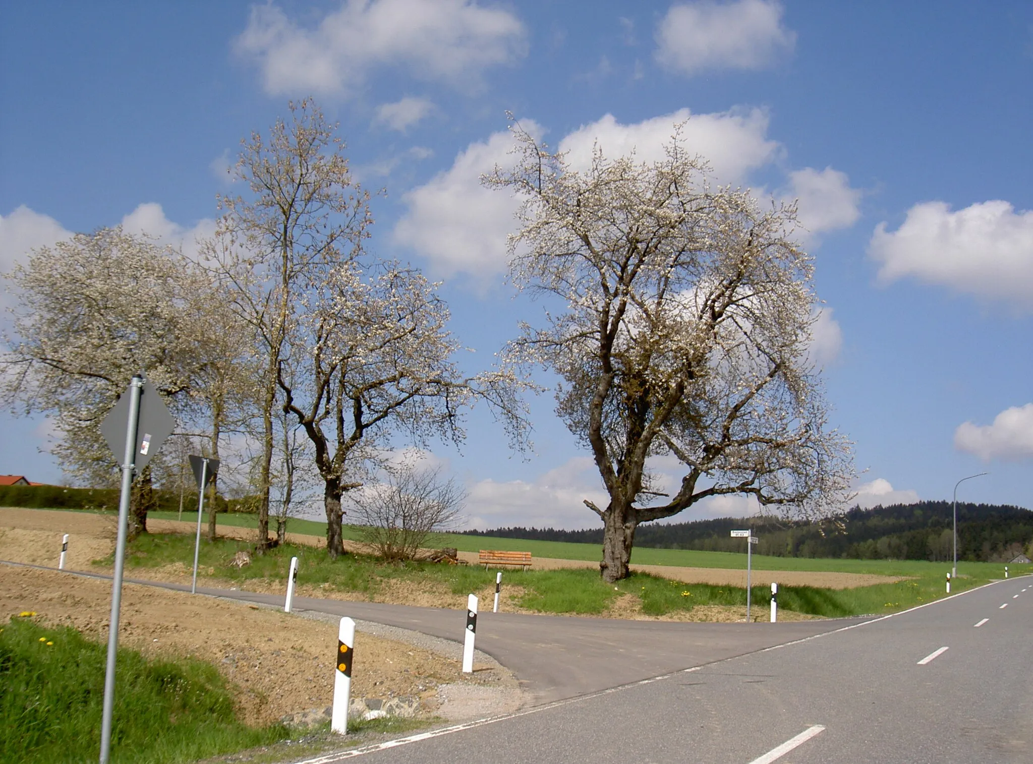Photo showing: Kirschbaum bei Breitenried, Naturdenkmal