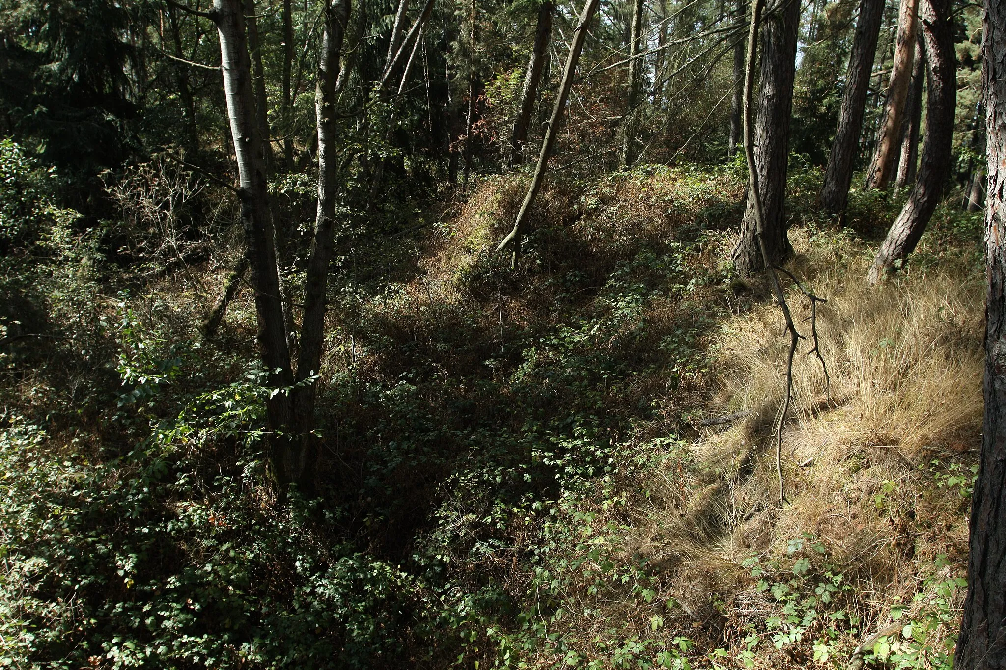 Photo showing: Natural monument Červený vrch near Otov village in Domažlice District, Czech Republic