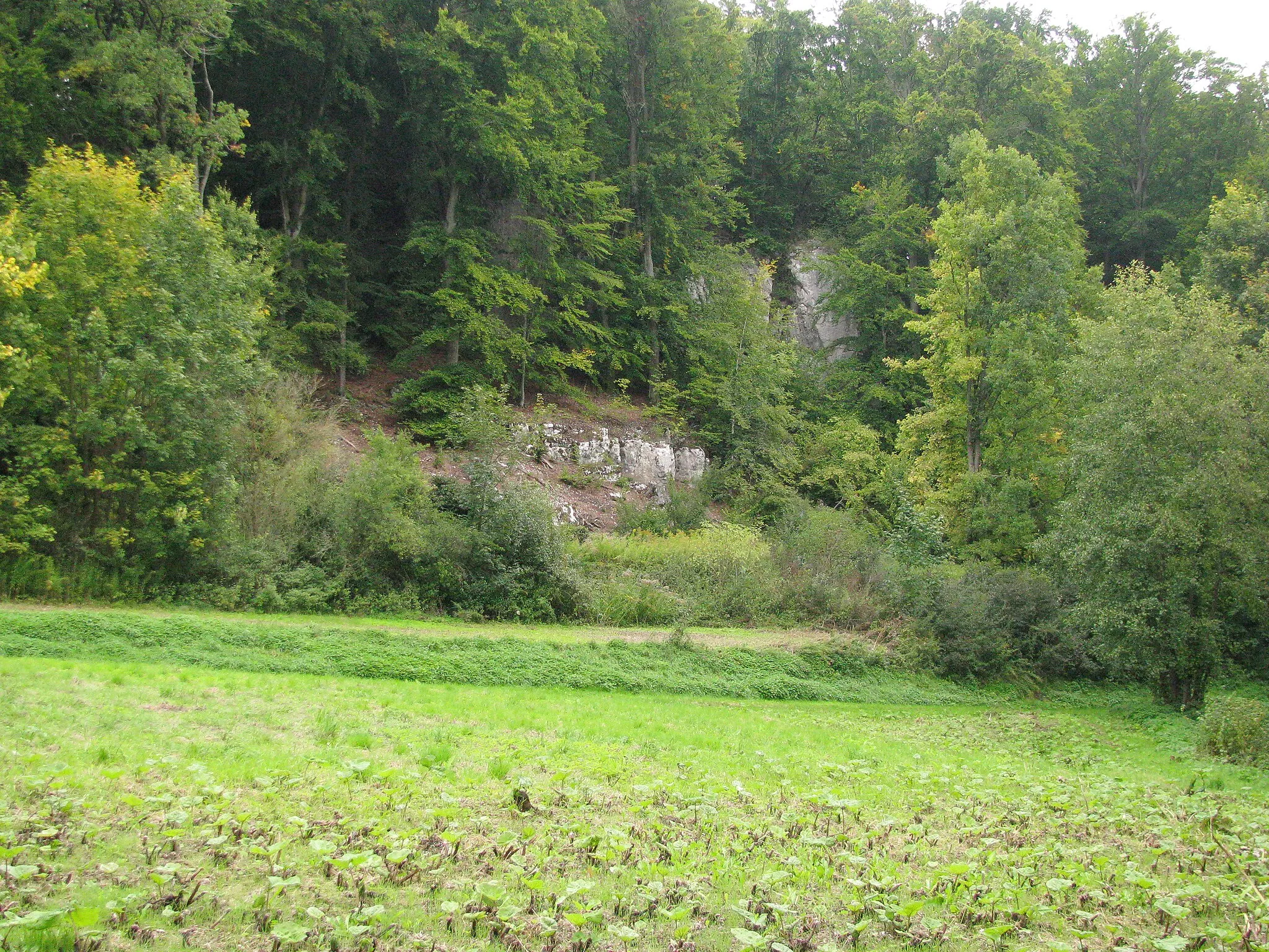 Photo showing: Burgruine Bruckdorf über einem Steilhang zum Tal der Schwarzen Laber in der Gemeinde Sinzing, Ansicht vom Fluss